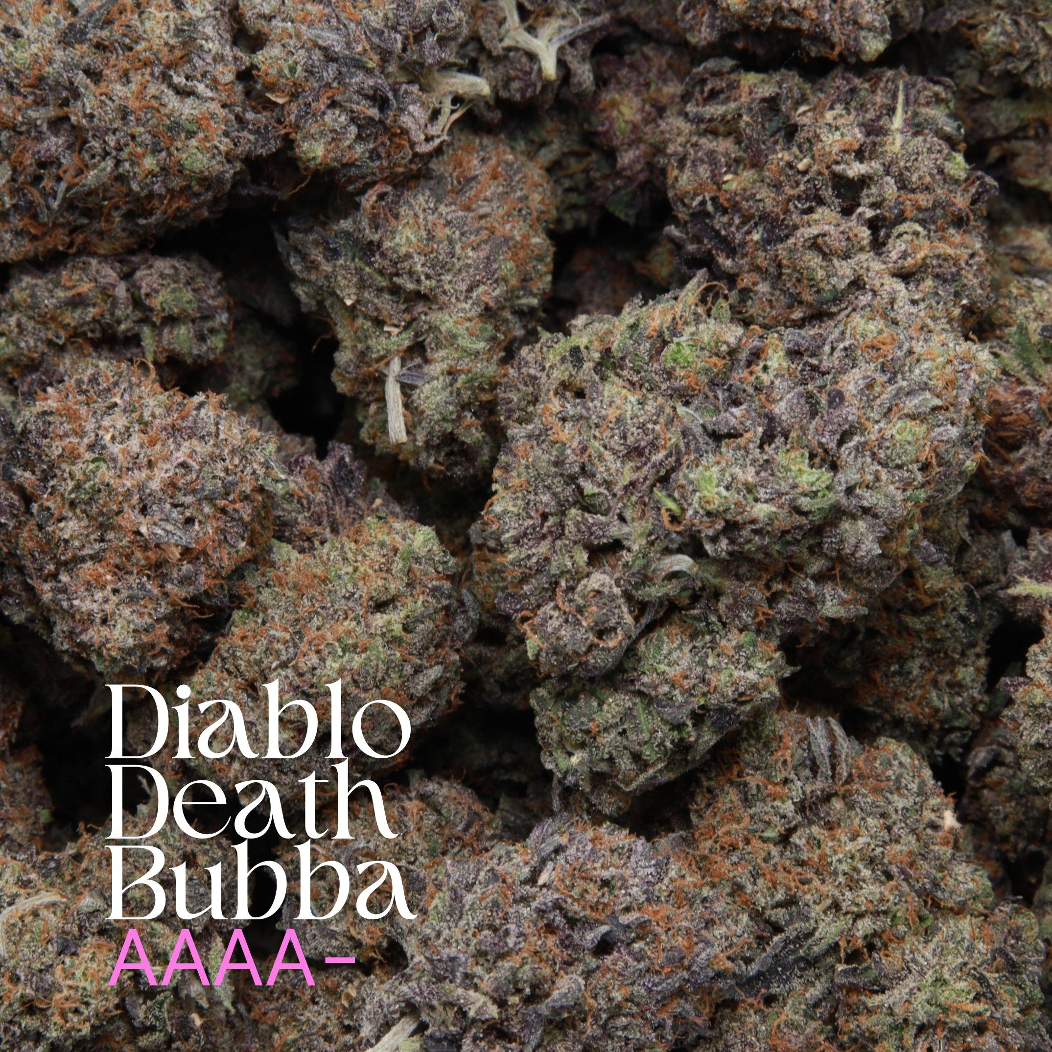 Diablo Death Bubba from Elephant Garden Multiple buds Feb 2026