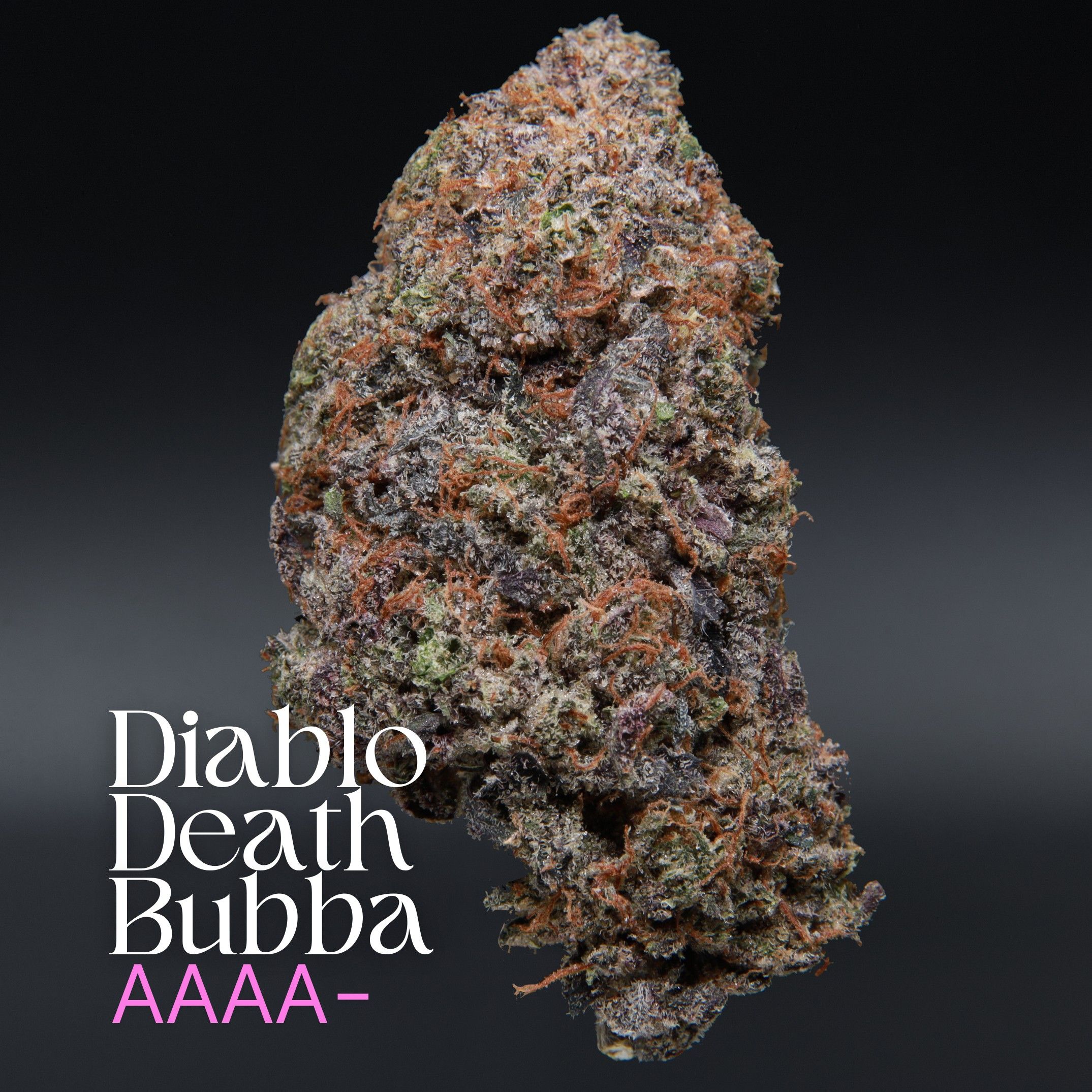 Diablo Death Bubba from Elephant Garden single bud Feb 2026
