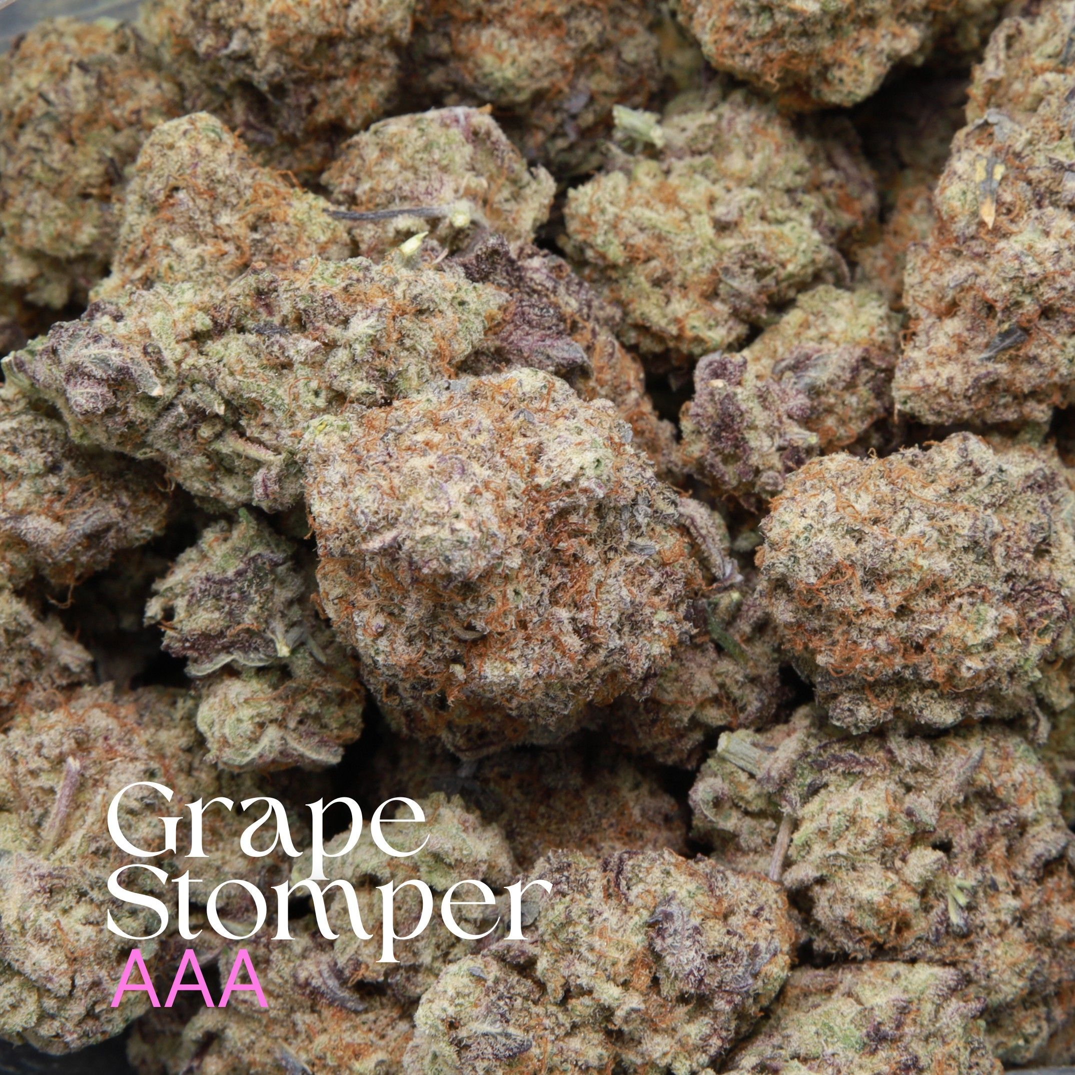 Grape Stomper from Elephant Garden Multiple buds Feb 2026