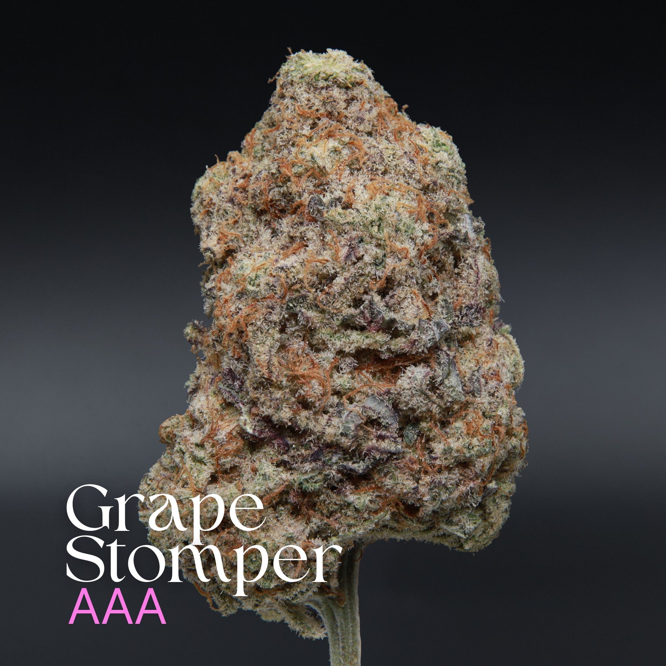 Grape Stomper from Elephant Garden single bud Feb 2026