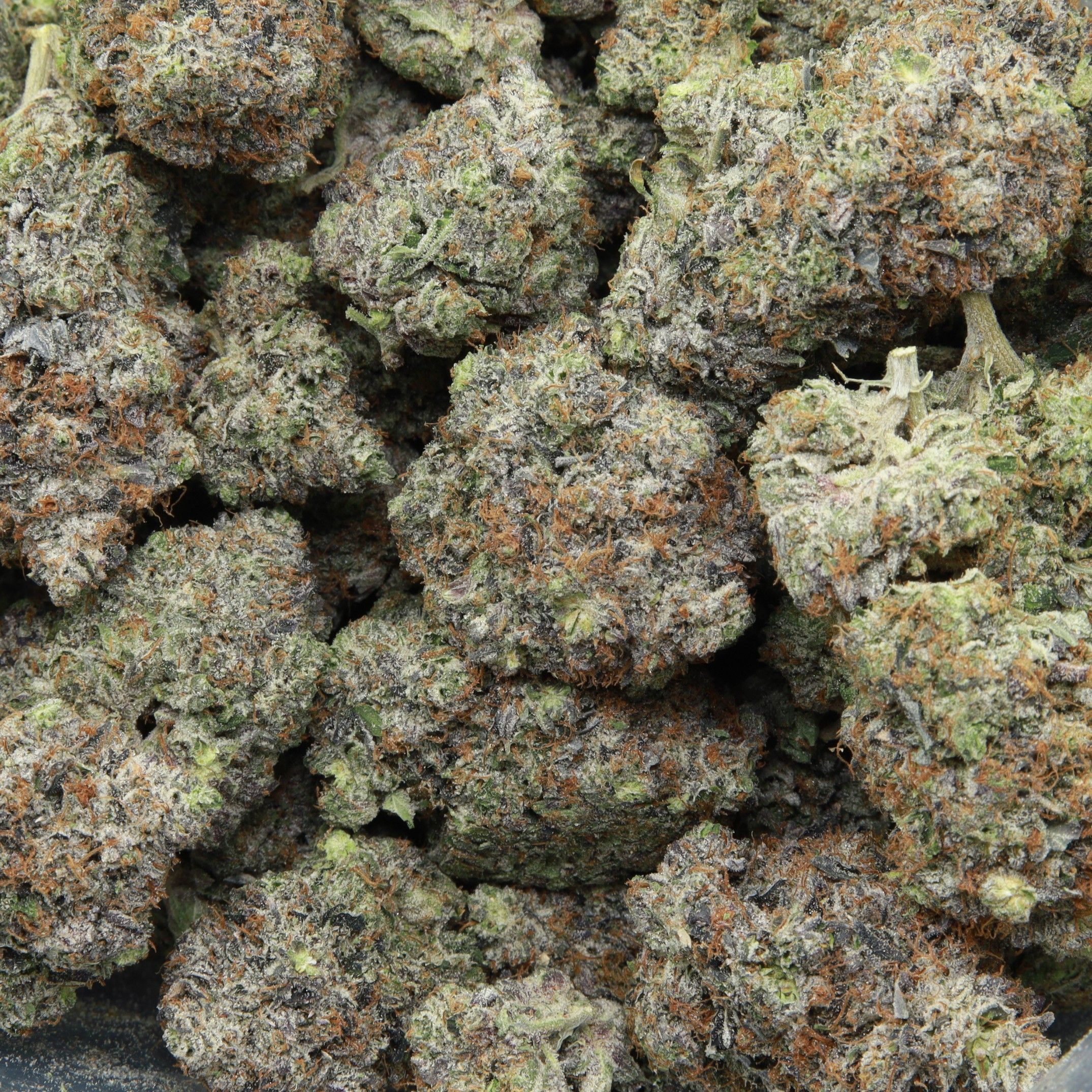 Gucci Pink from Elephant Garden multiple bud Feb 2026