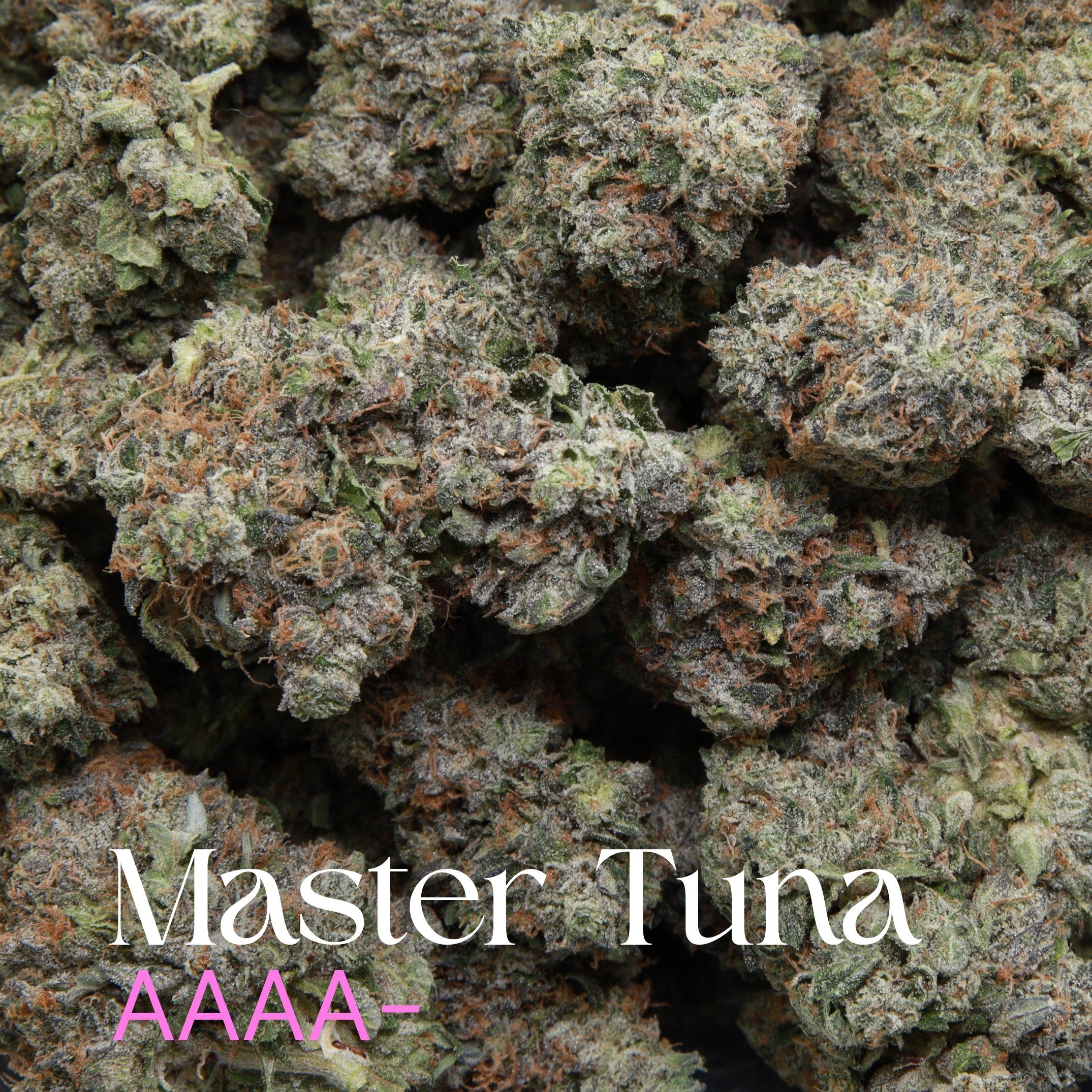 Master Tuna from Elephant Garden Multiple buds Feb 2026