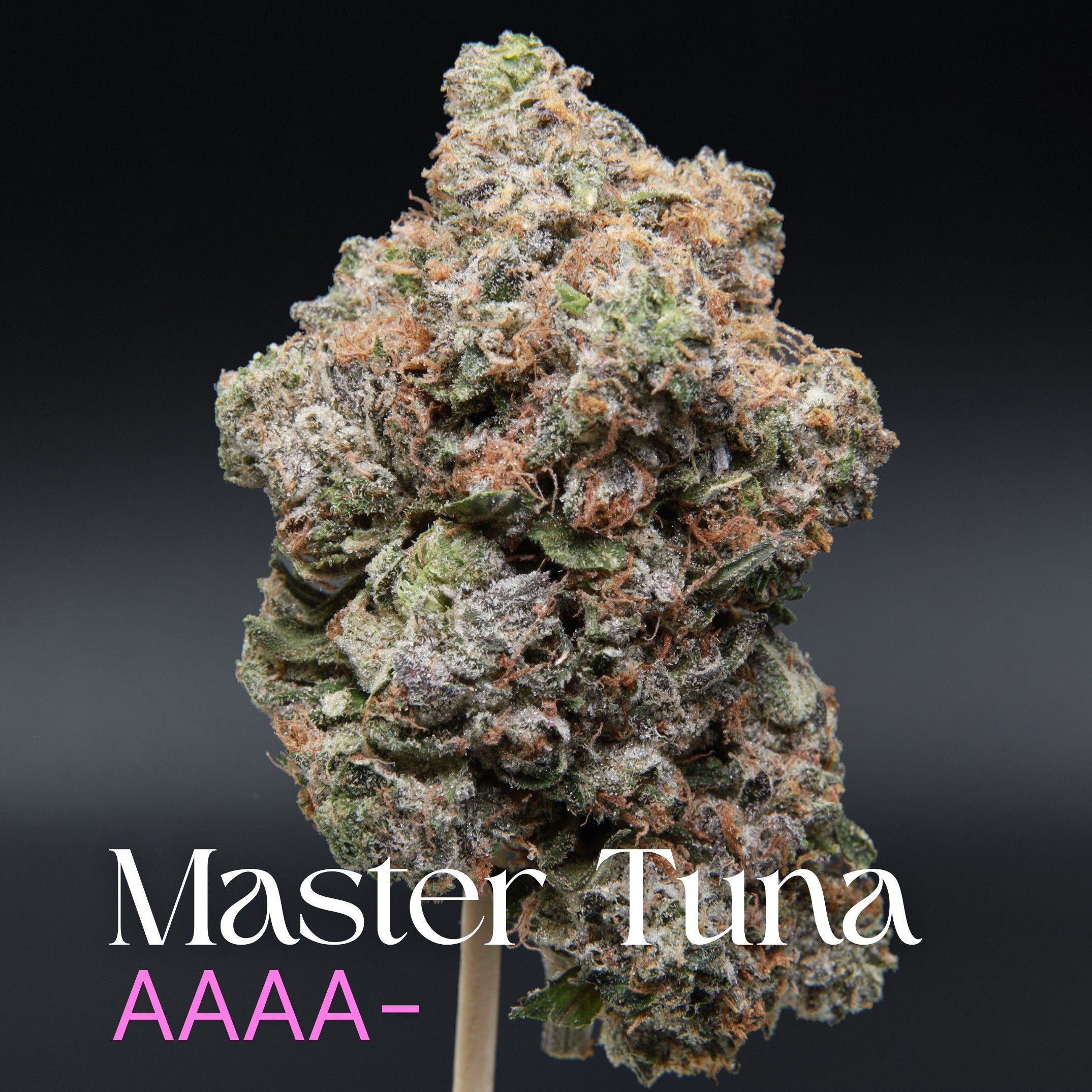 Master Tuna from Elephant Garden single bud Feb 2026