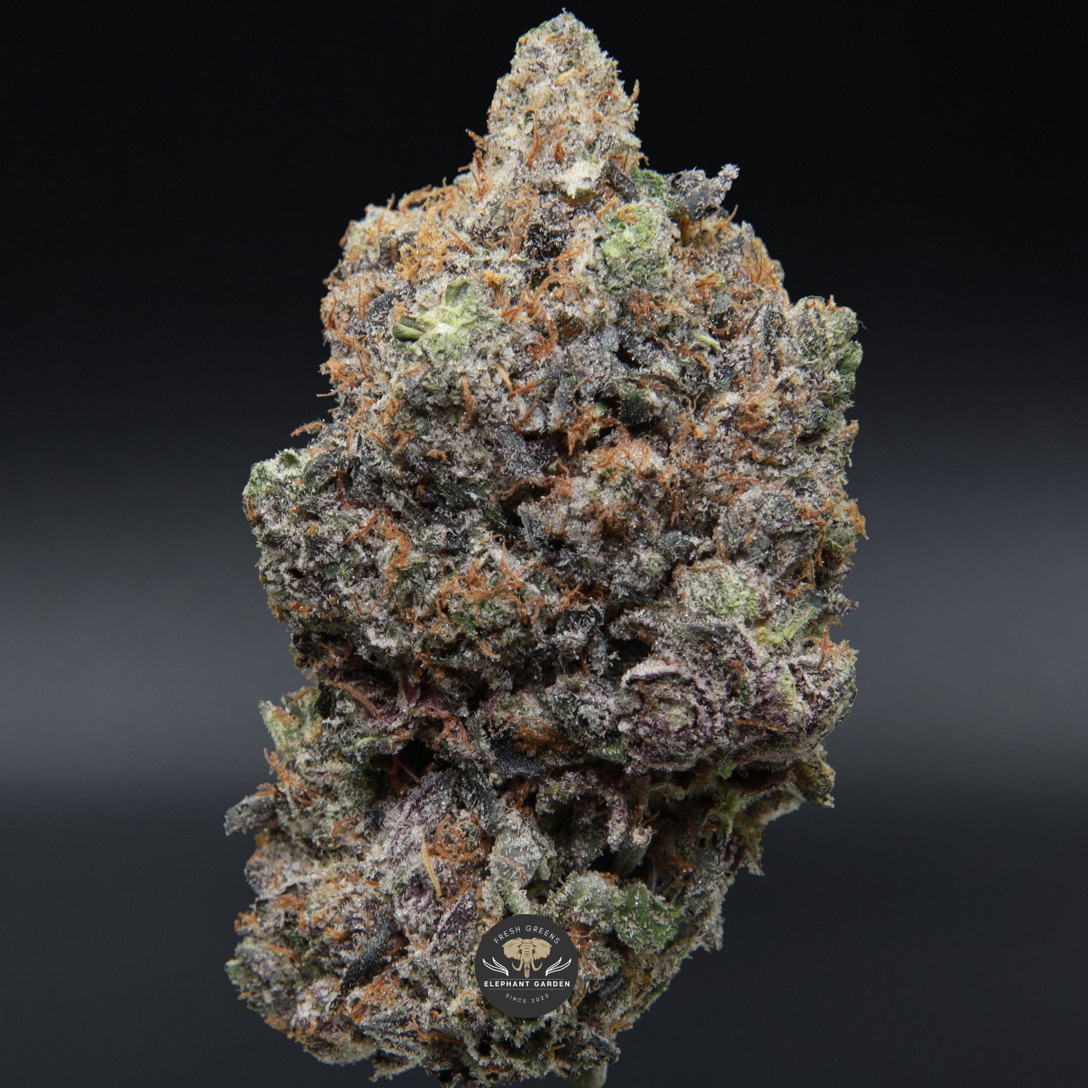 Mike Tyson from Elephant Garden single bud Feb 2026