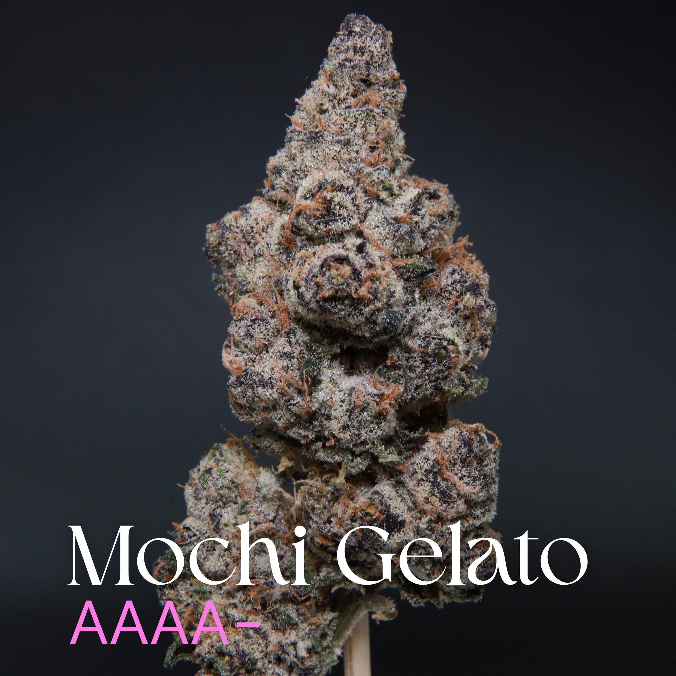 Mochi Gelato from Elephant Garden single bud Feb 2026