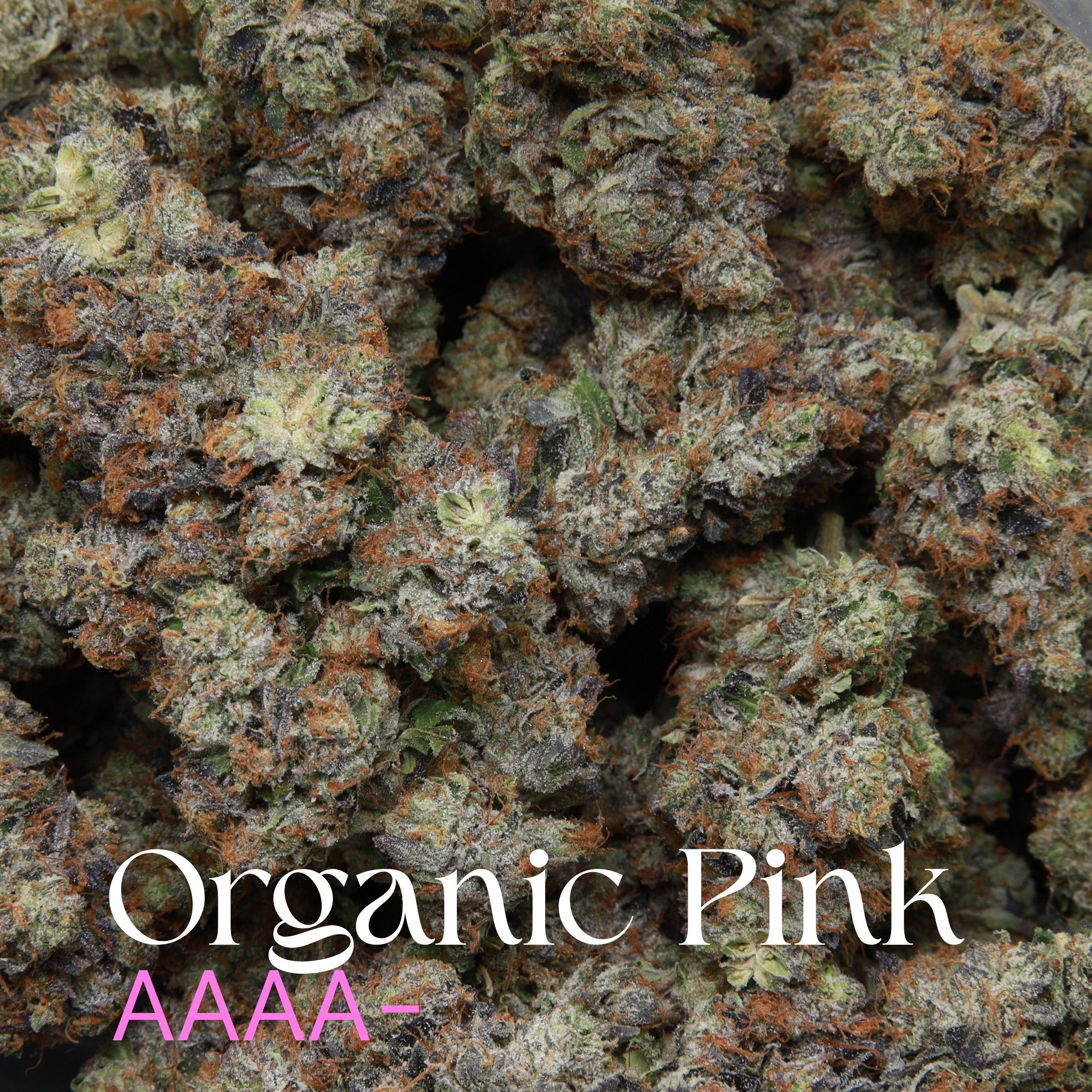 Organic Pink from Elephant Garden multiple buds
