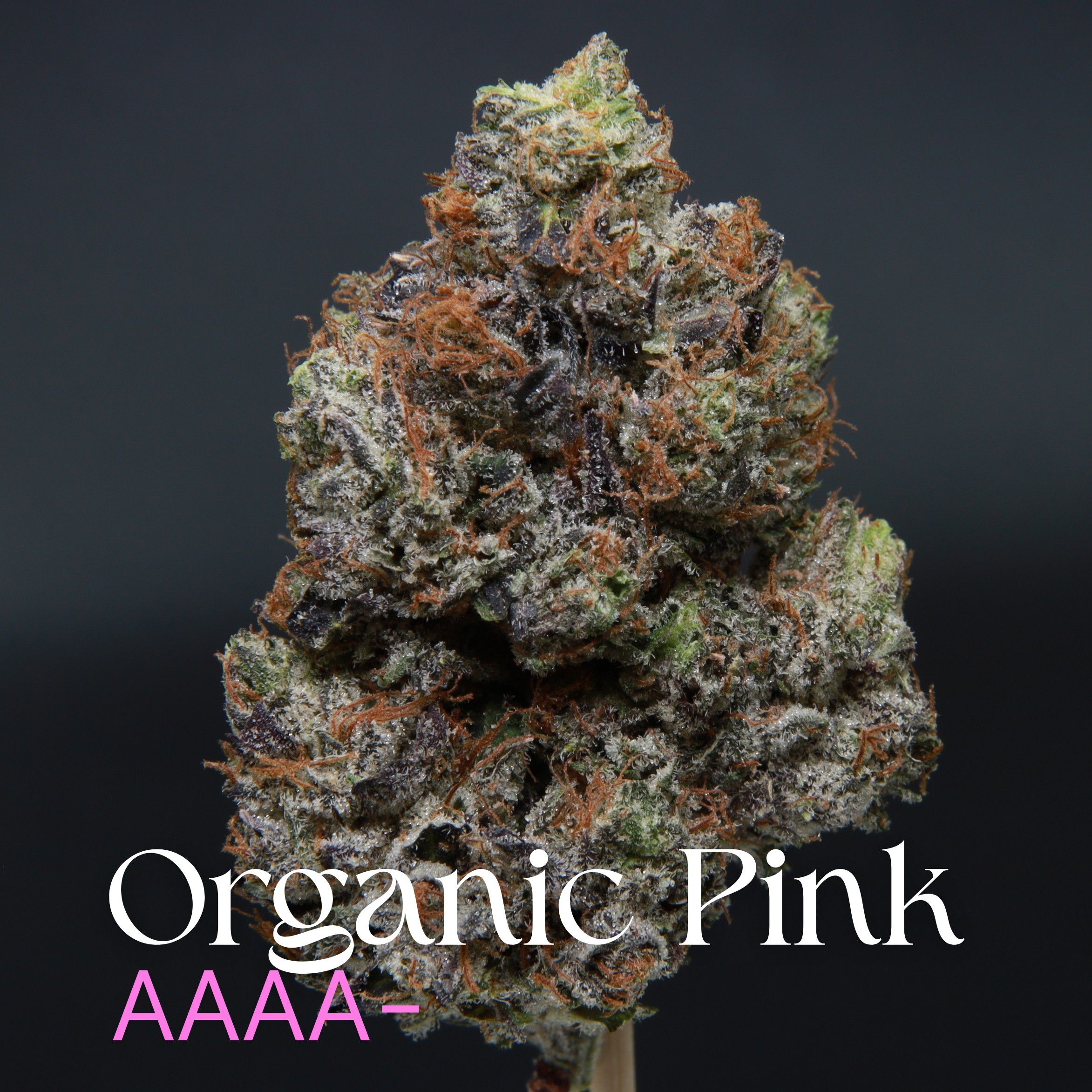 Organic Pink from Elephant Garden single bud