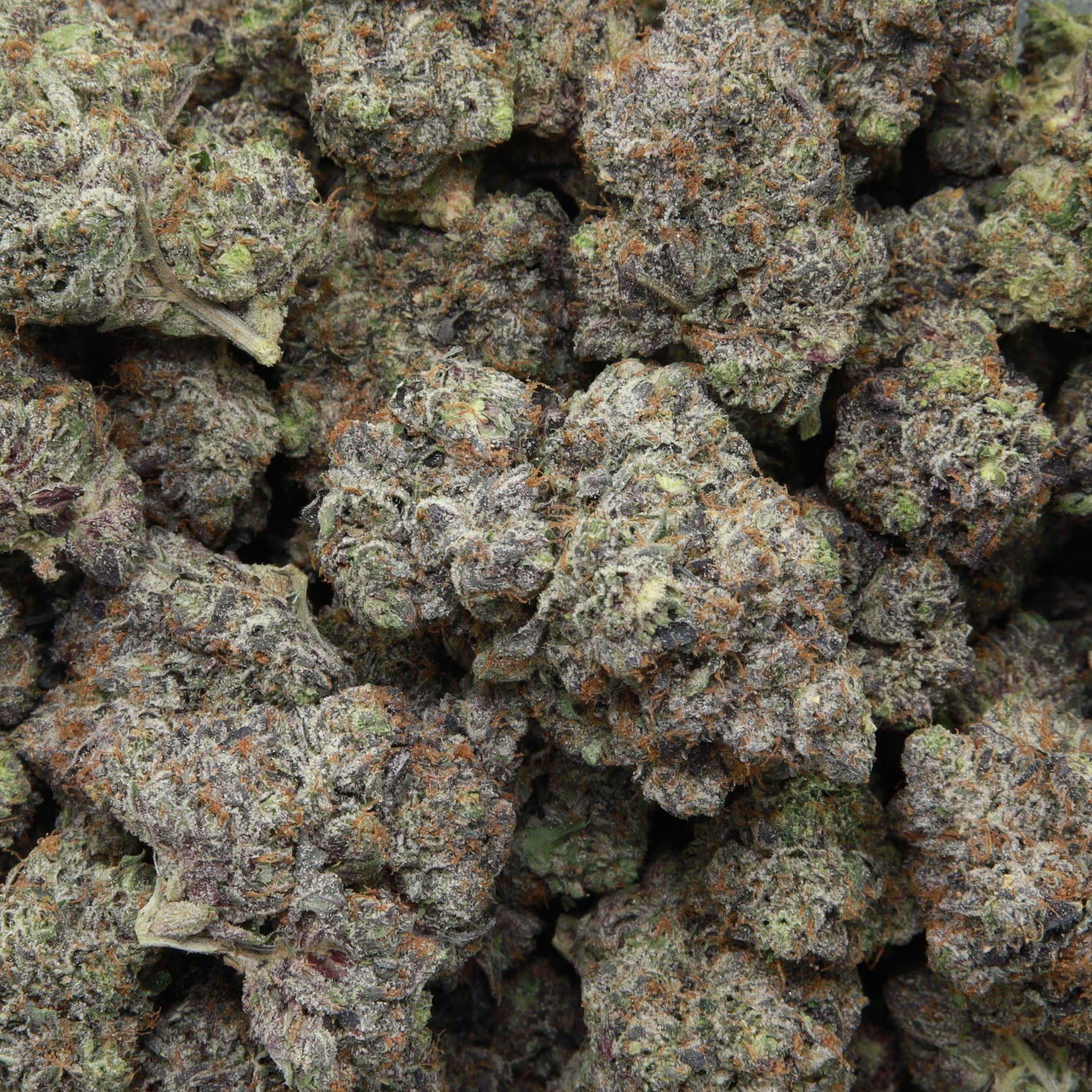 Pink Gasoline from Elephant Garden multiple bud Feb 2026