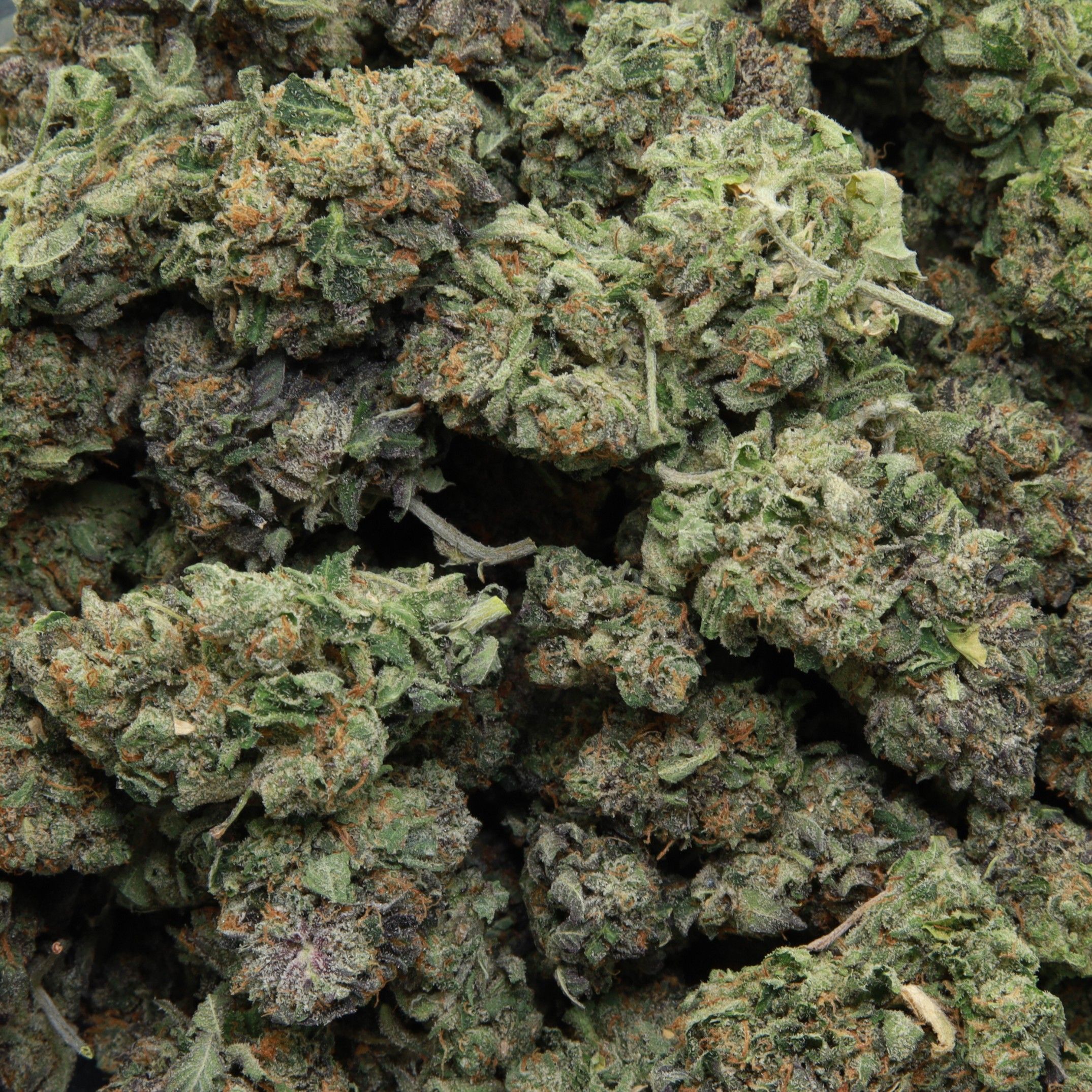 Pink Gorilla from Elephant Garden multiple bud Feb 2026