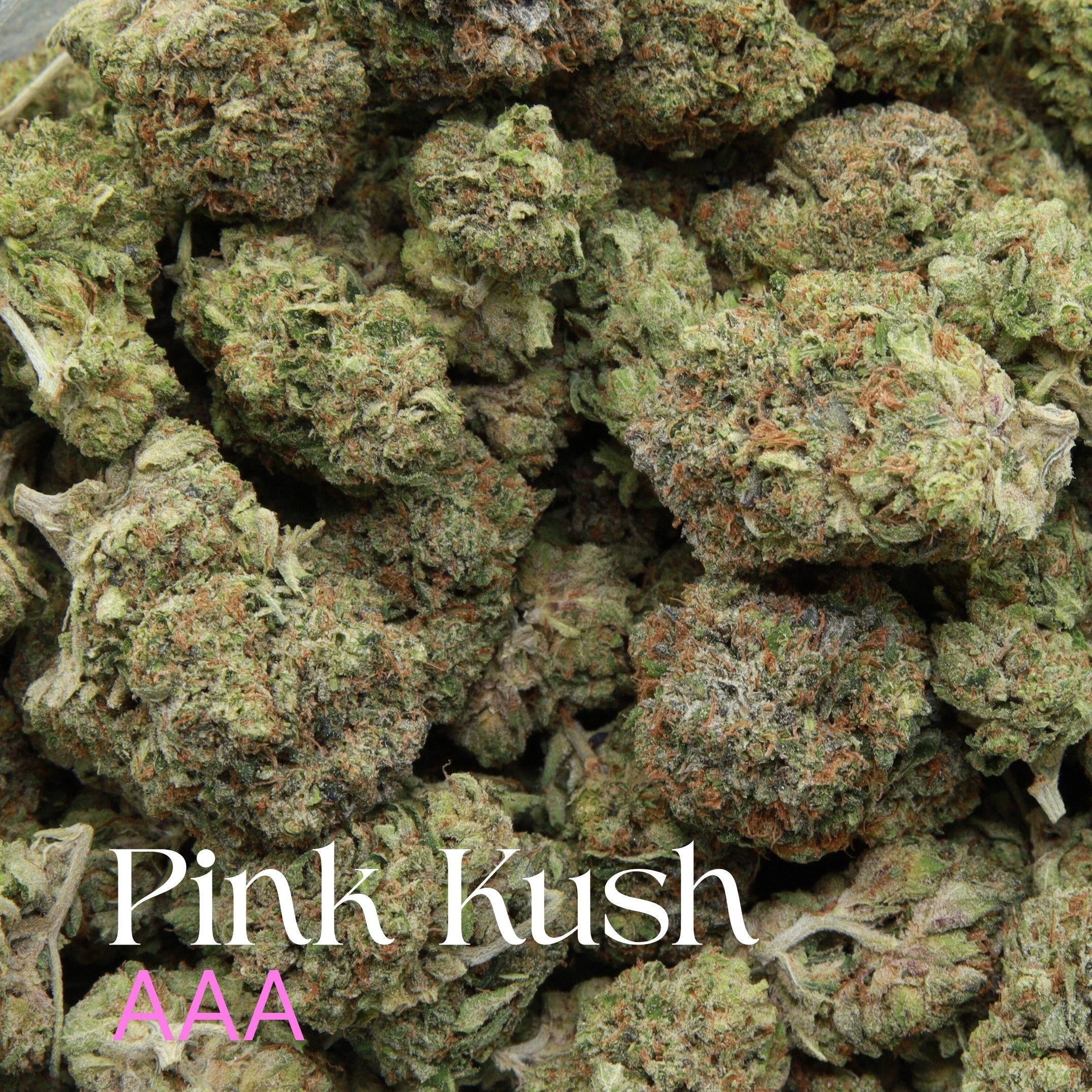 Pink Kush from Elephant Garden multiple buds