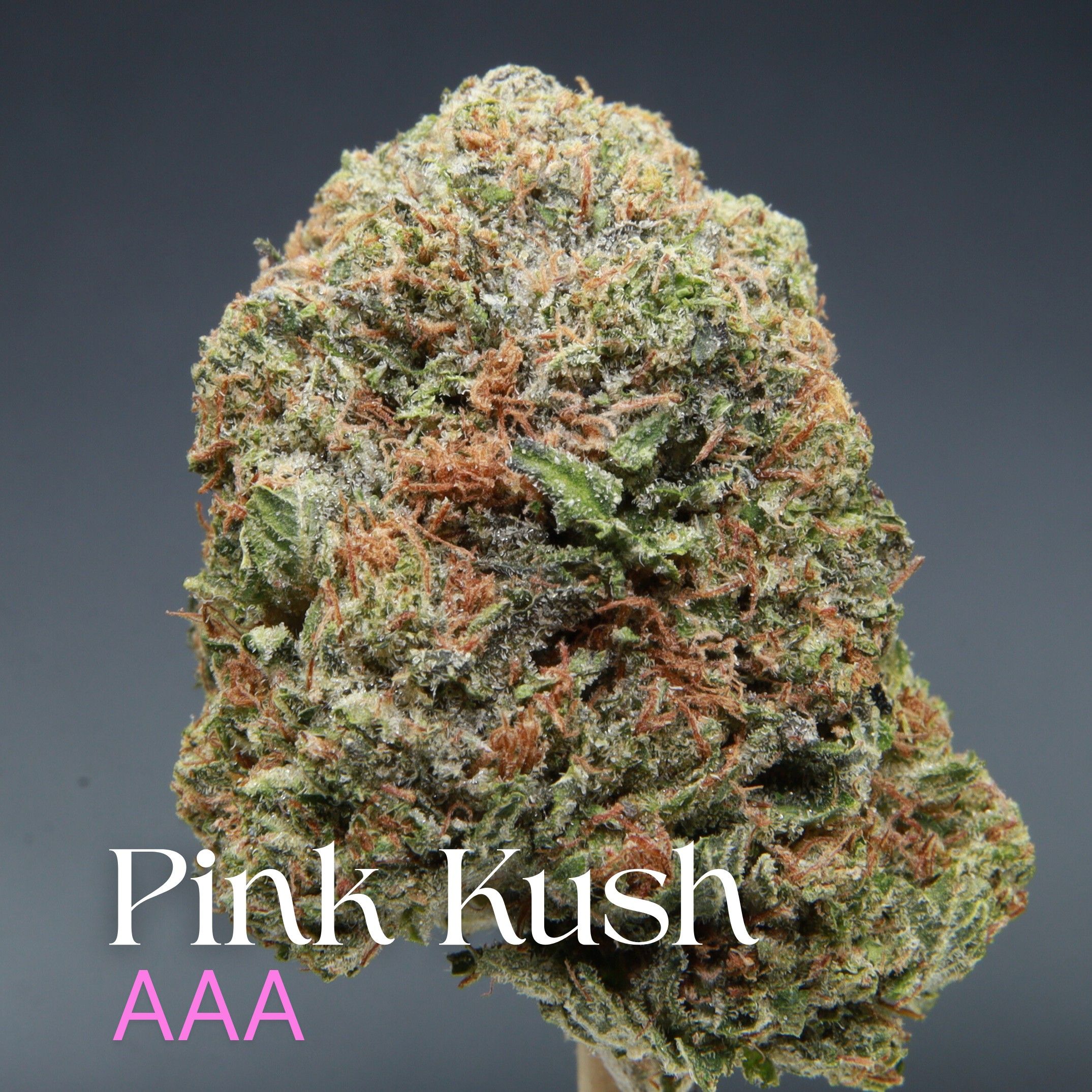 Pink Kush from Elephant Garden single bud Feb 2026
