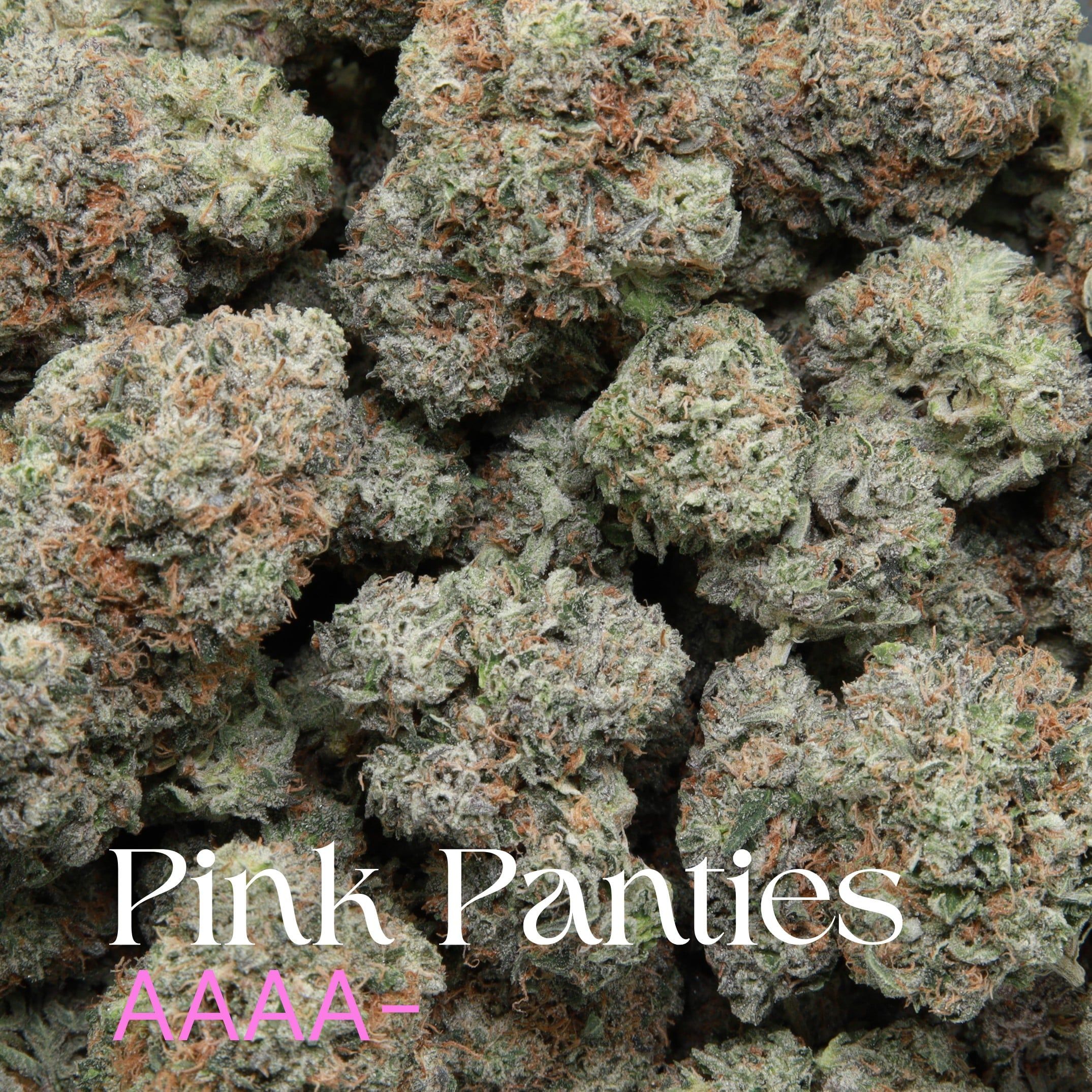 Pink Panties from Elephant Garden Multiple buds Feb 2026