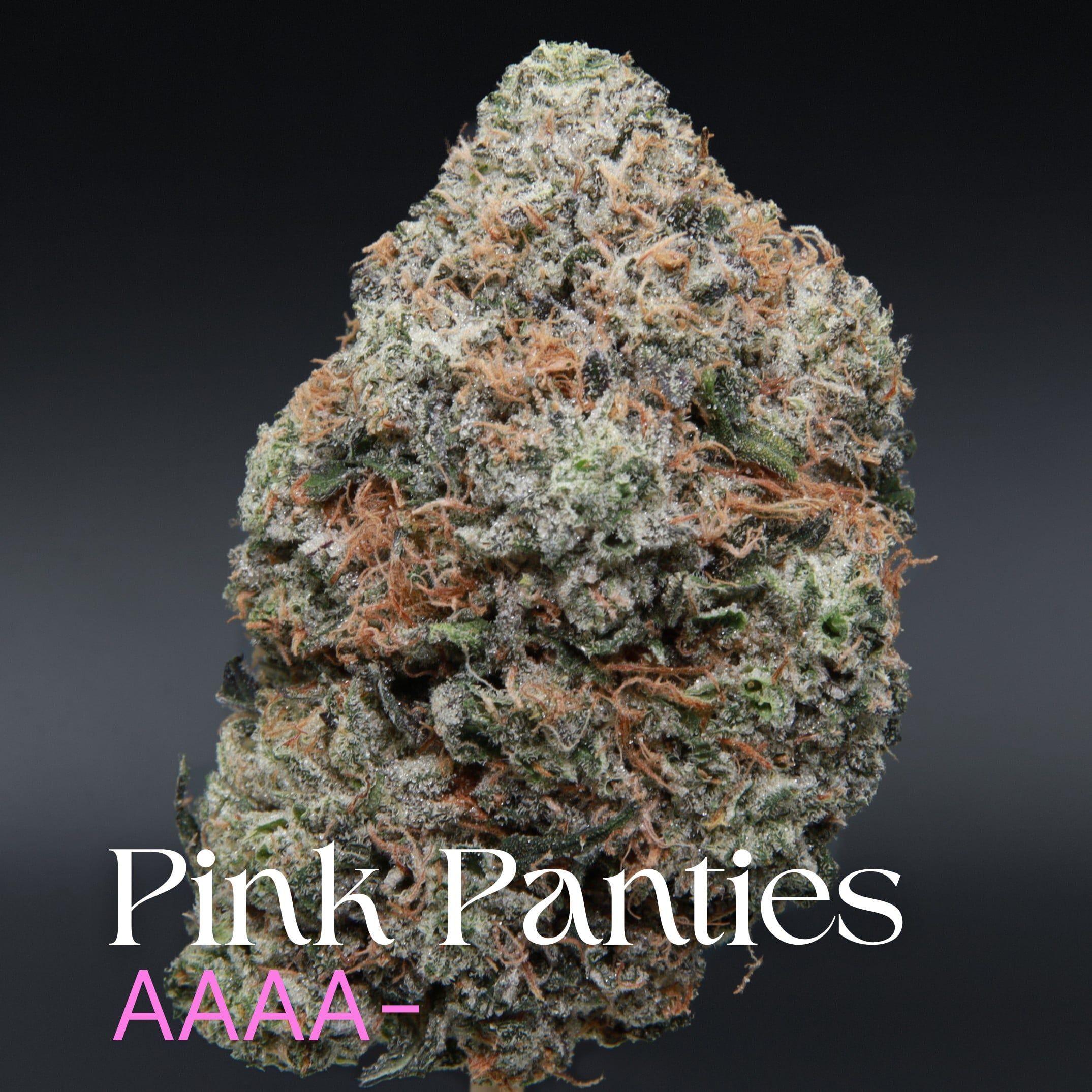 Pink Panties from Elephant Garden single bud Feb 2026