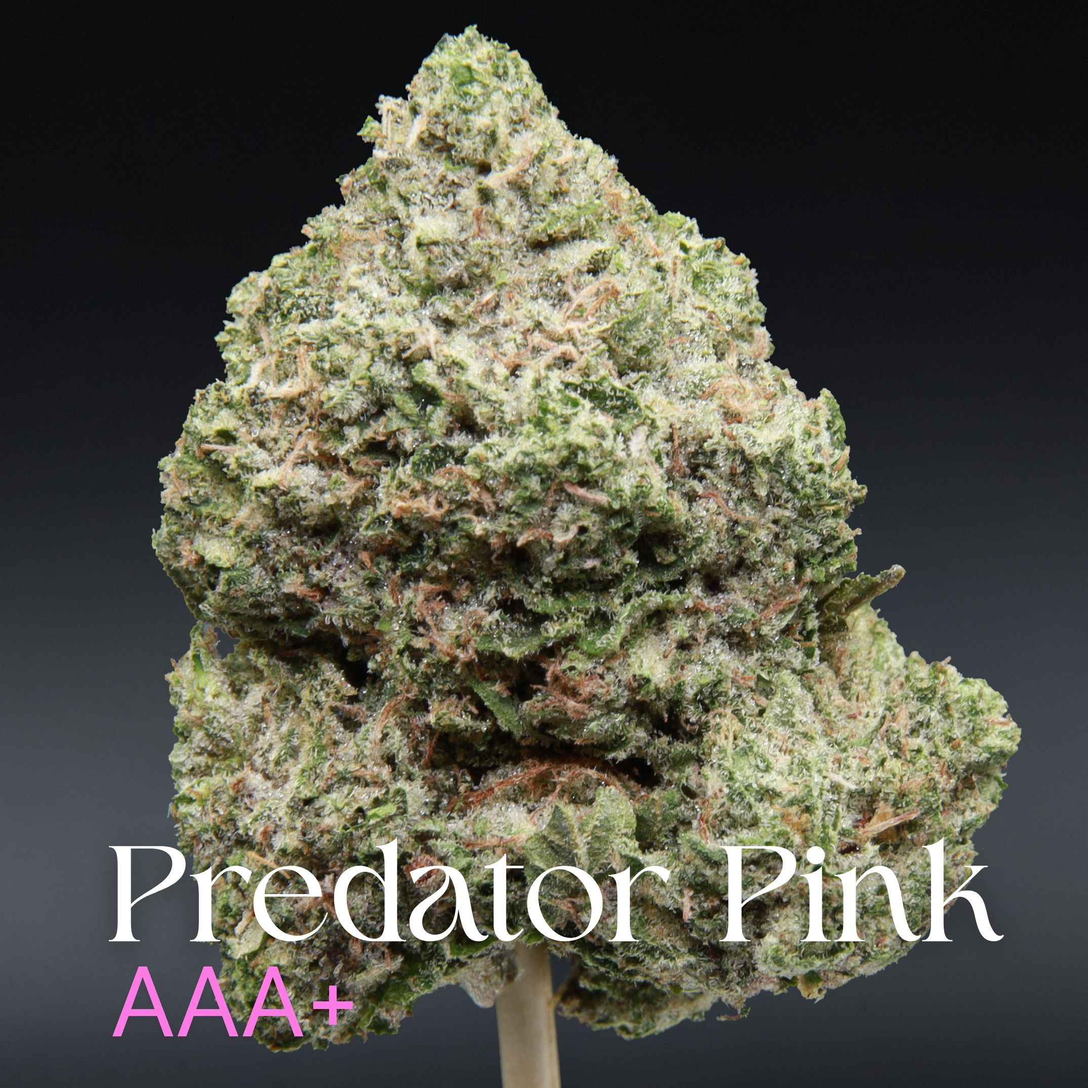 Predator Pink from Elephant Garden single bud Feb 2026