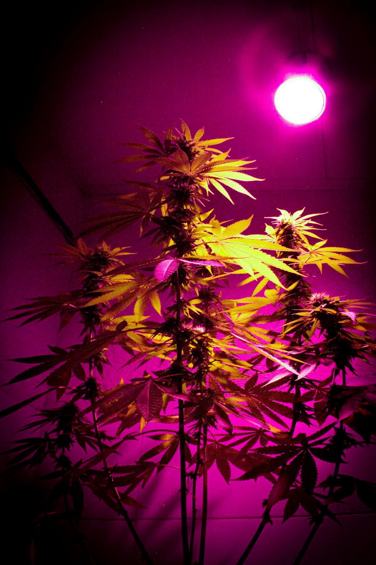 Cannabis plant under purple grow light creating a moody nighttime atmosphere