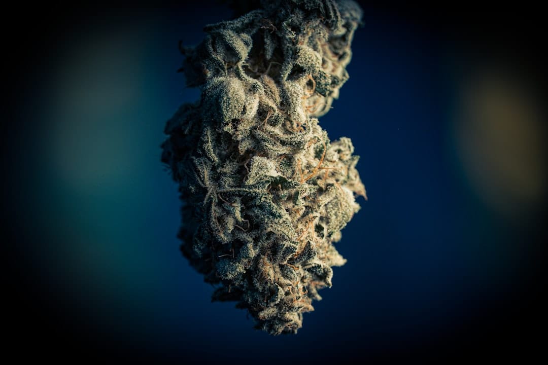 Close-up of cannabis bud with visible trichomes showing signs of quality in affordable weed ounces