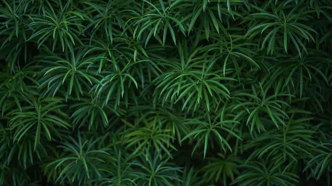 Lush green cannabis plants with broad indica leaves growing in dense formation