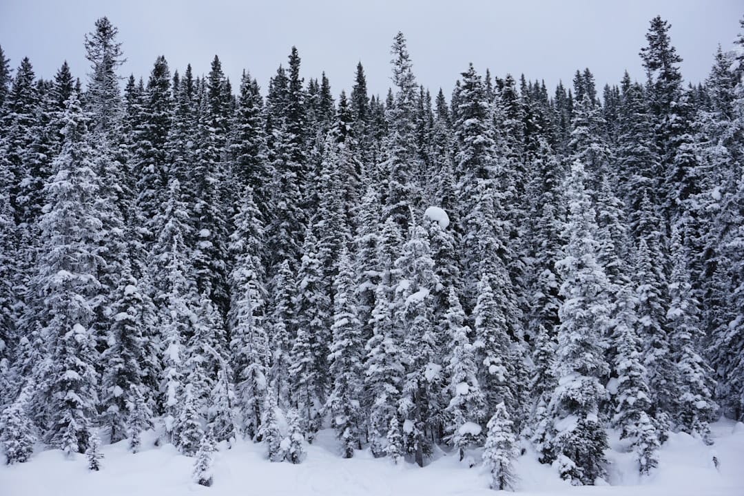 Snow covered pine trees in a boreal forest typical of Northern Alberta near Fort McMurray