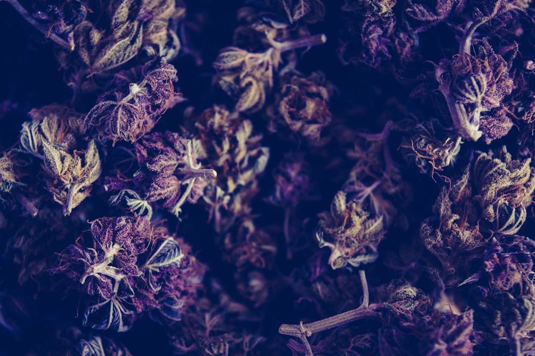Close-up of purple cannabis buds similar to the Blackberry Cream strain