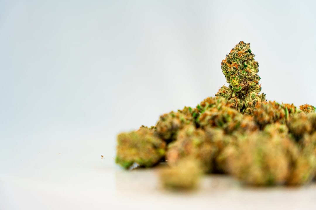 Dried hybrid cannabis buds displayed on a clean white surface