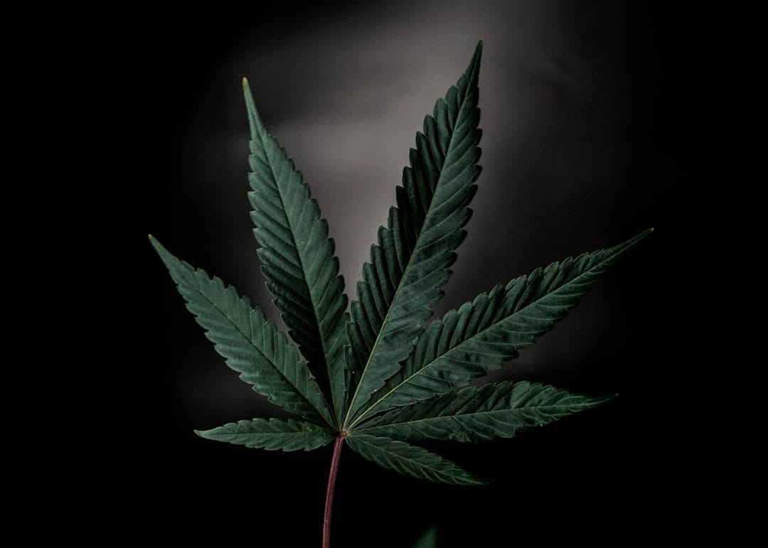 Moody cannabis leaf photographed against a dark background with dramatic lighting