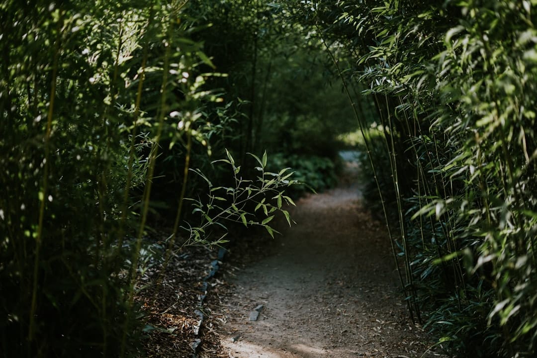 A winding path through a lush green forest representing the mindful journey of cannabis microdosing