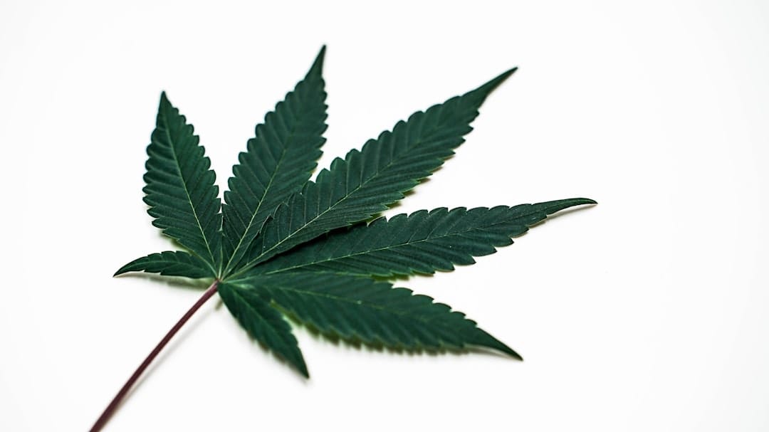 Close-up of a green cannabis leaf on a clean white background