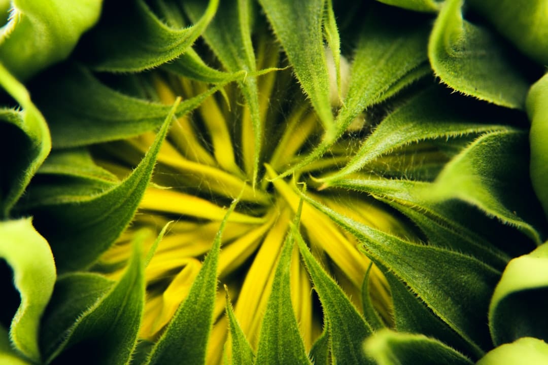 Close-up of dense green cannabis flower buds with visible trichomes — Mike Tyson indica strain