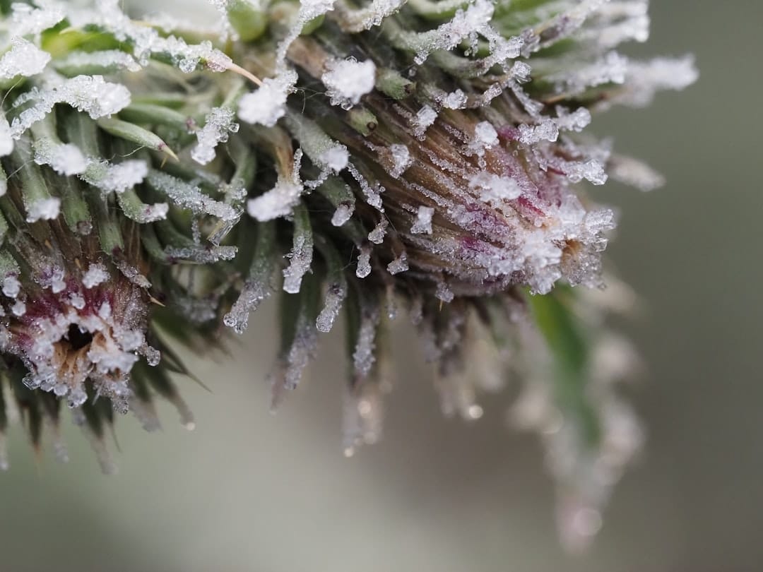 Closeup of cannabis trichomes showing crystalline frost on indica buds