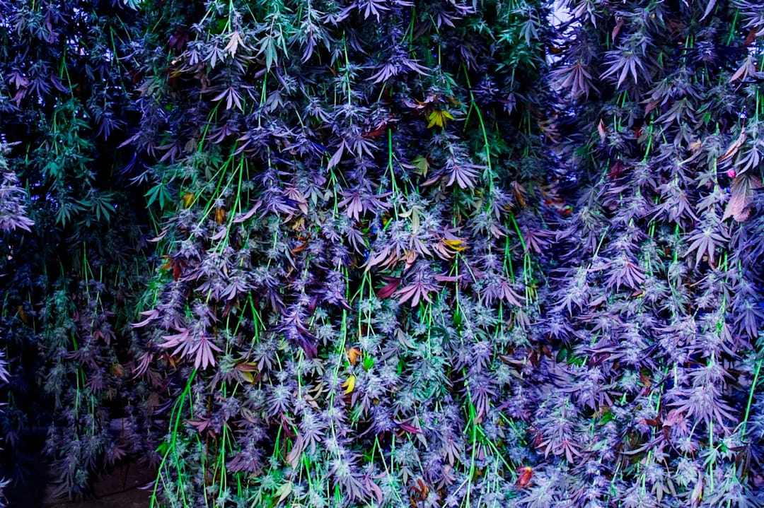 Purple-hued cannabis buds similar to the Blueberry Mac hybrid strain appearance