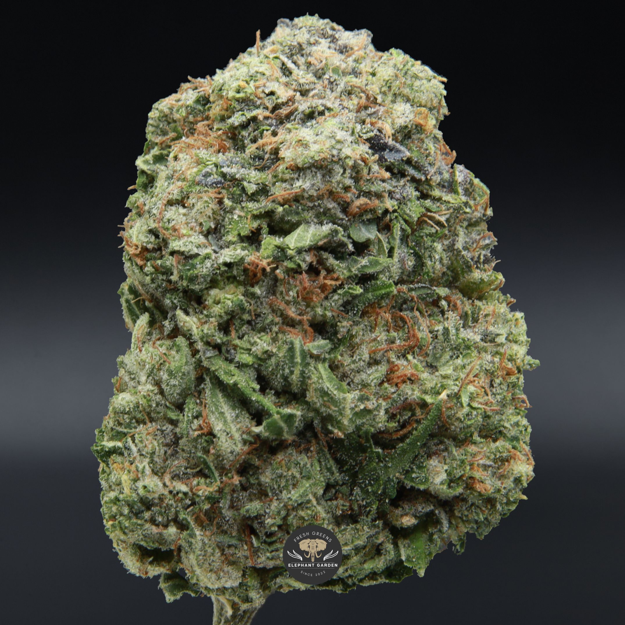 Ahi Tuna Kush from Elephant Garden single bud March 2026