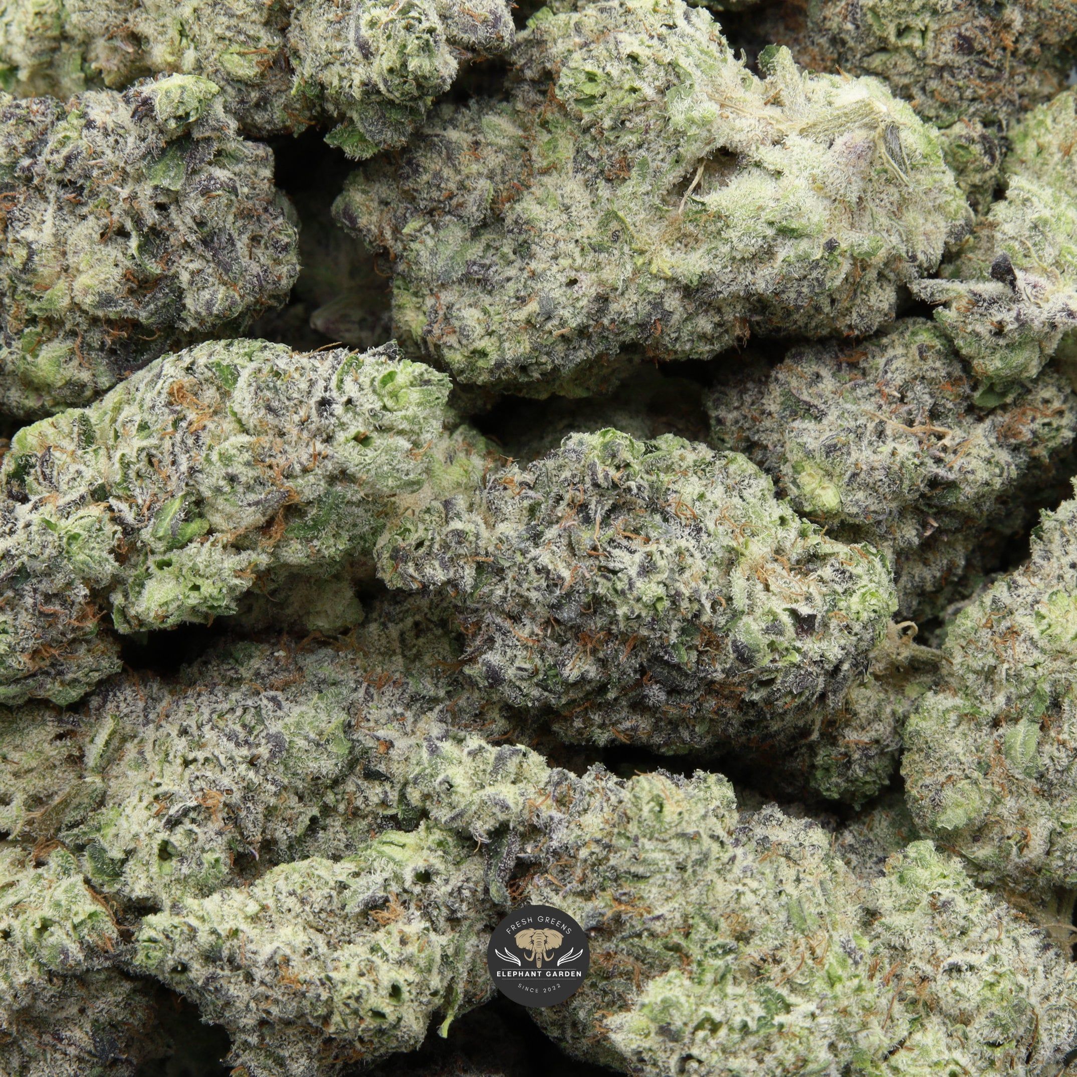 Bag of Snowman Elephant Garden March 2026