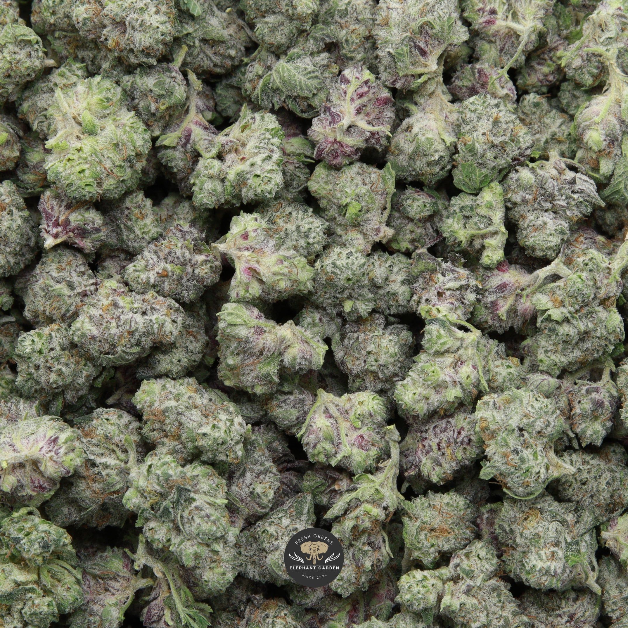 Blueberry Jam Popcorn Elephant Garden March 2026