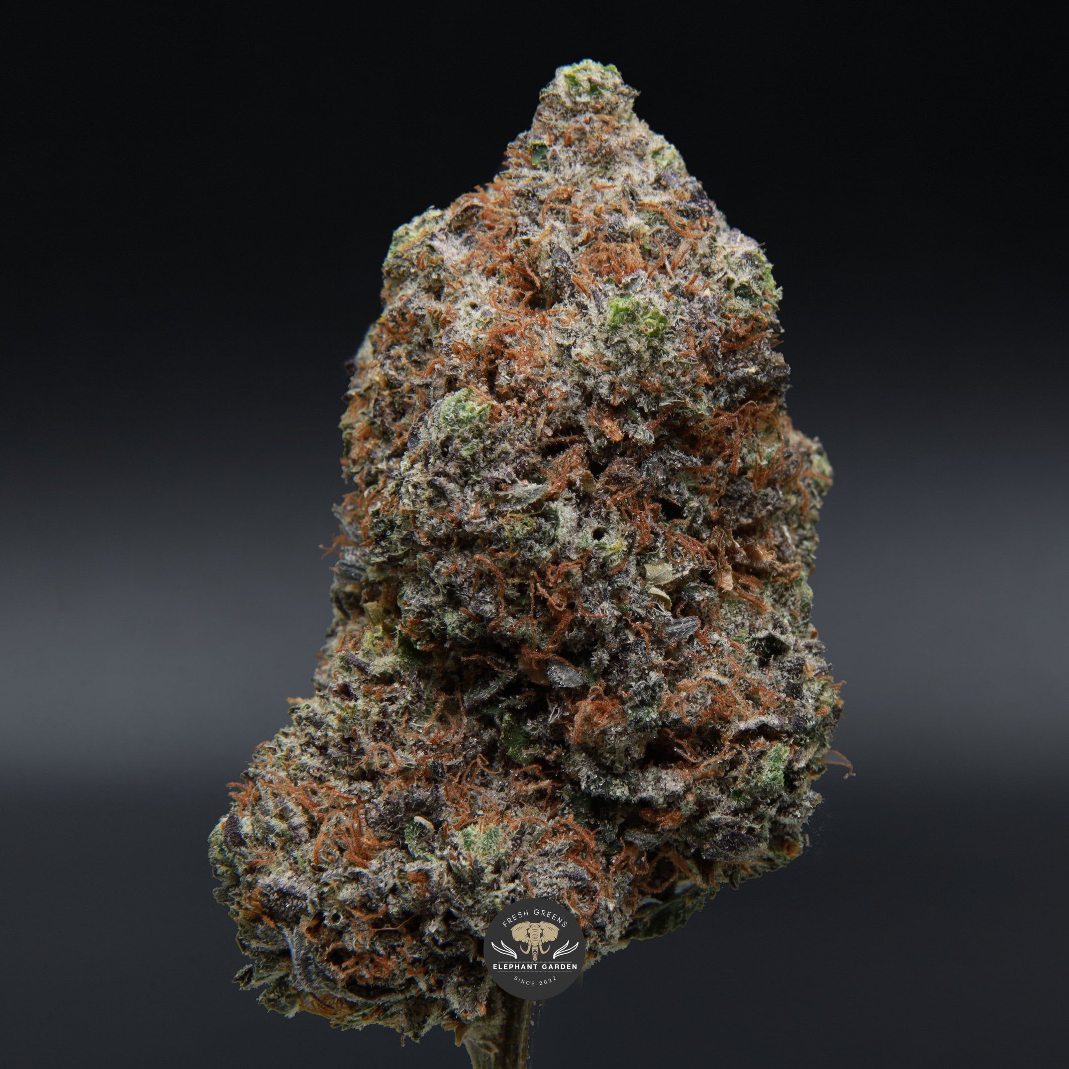 Buy Ahi Tuna Elephant Garden March 2026