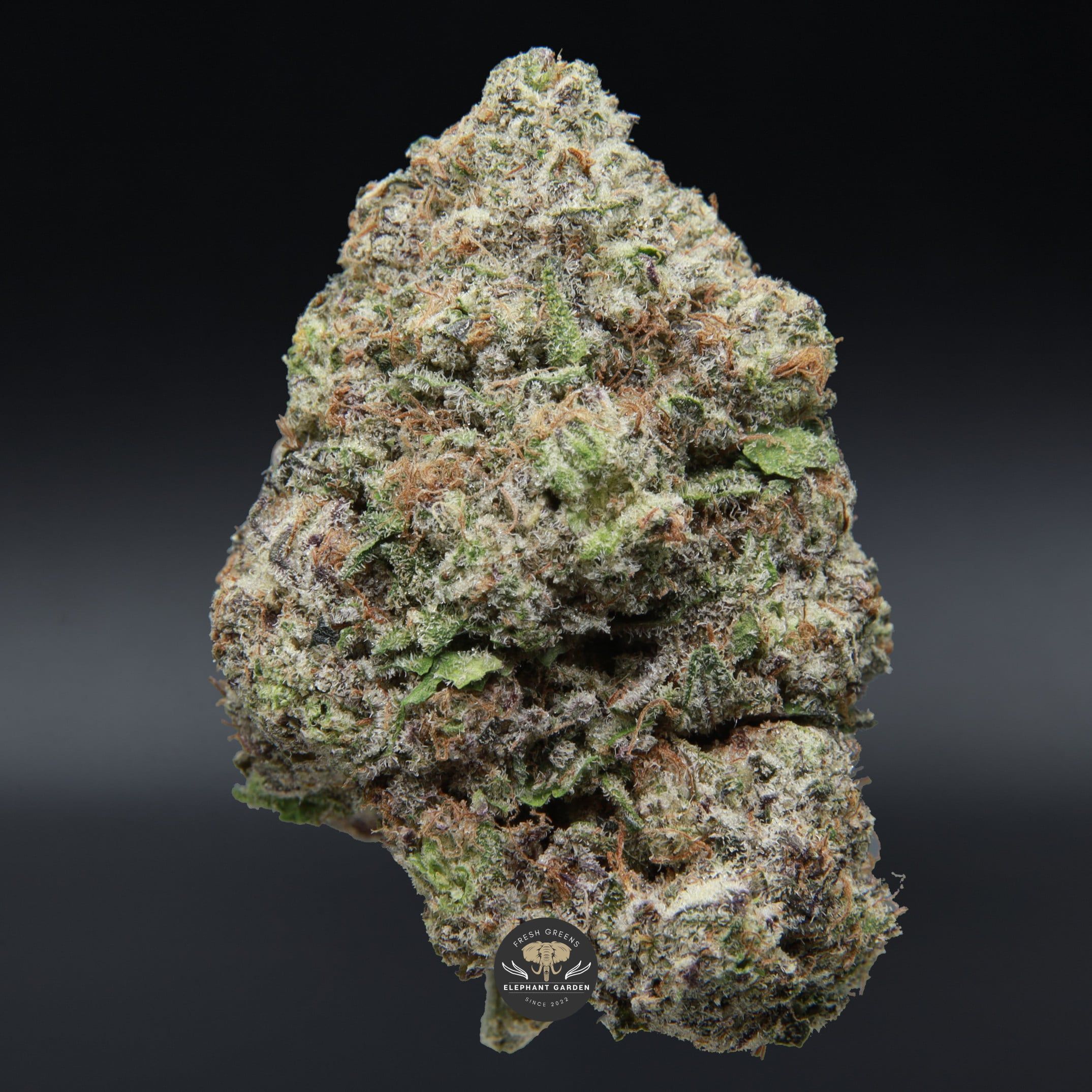 Buy Purple Mimosa Elephant Garden March 2026