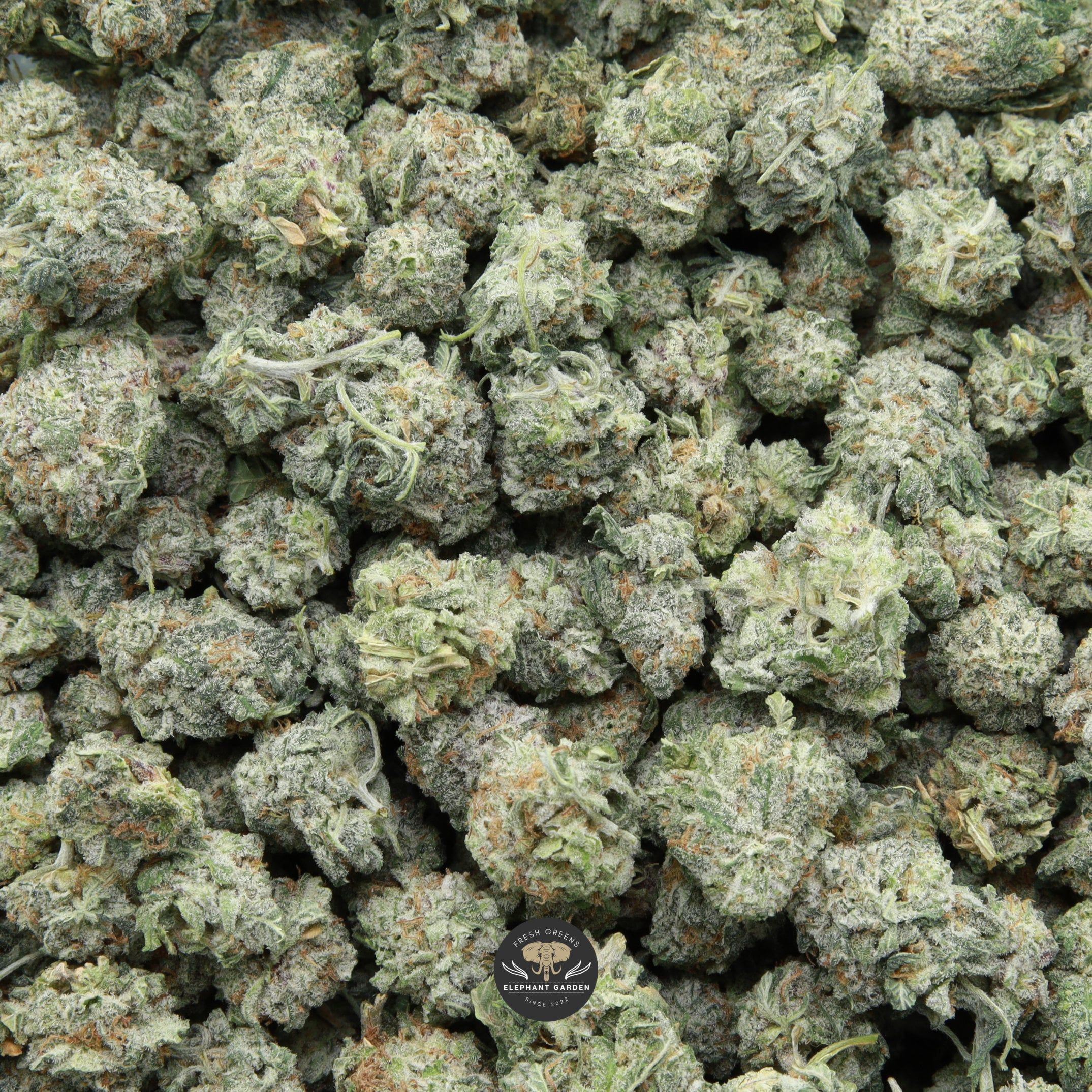 Buy Razzle Dazzle Popcorn Elephant Garden March 2026