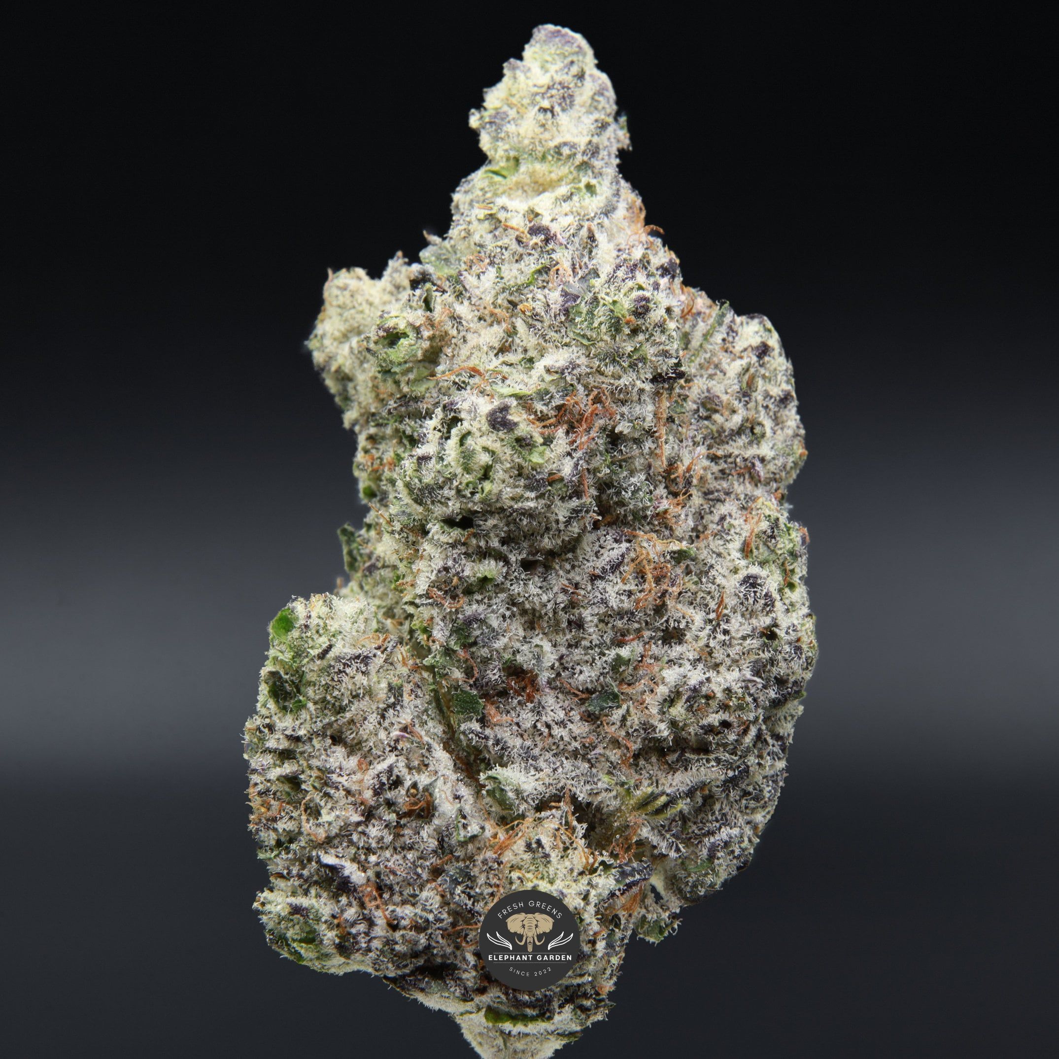 Buy Snowman Elephant Garden March 2026