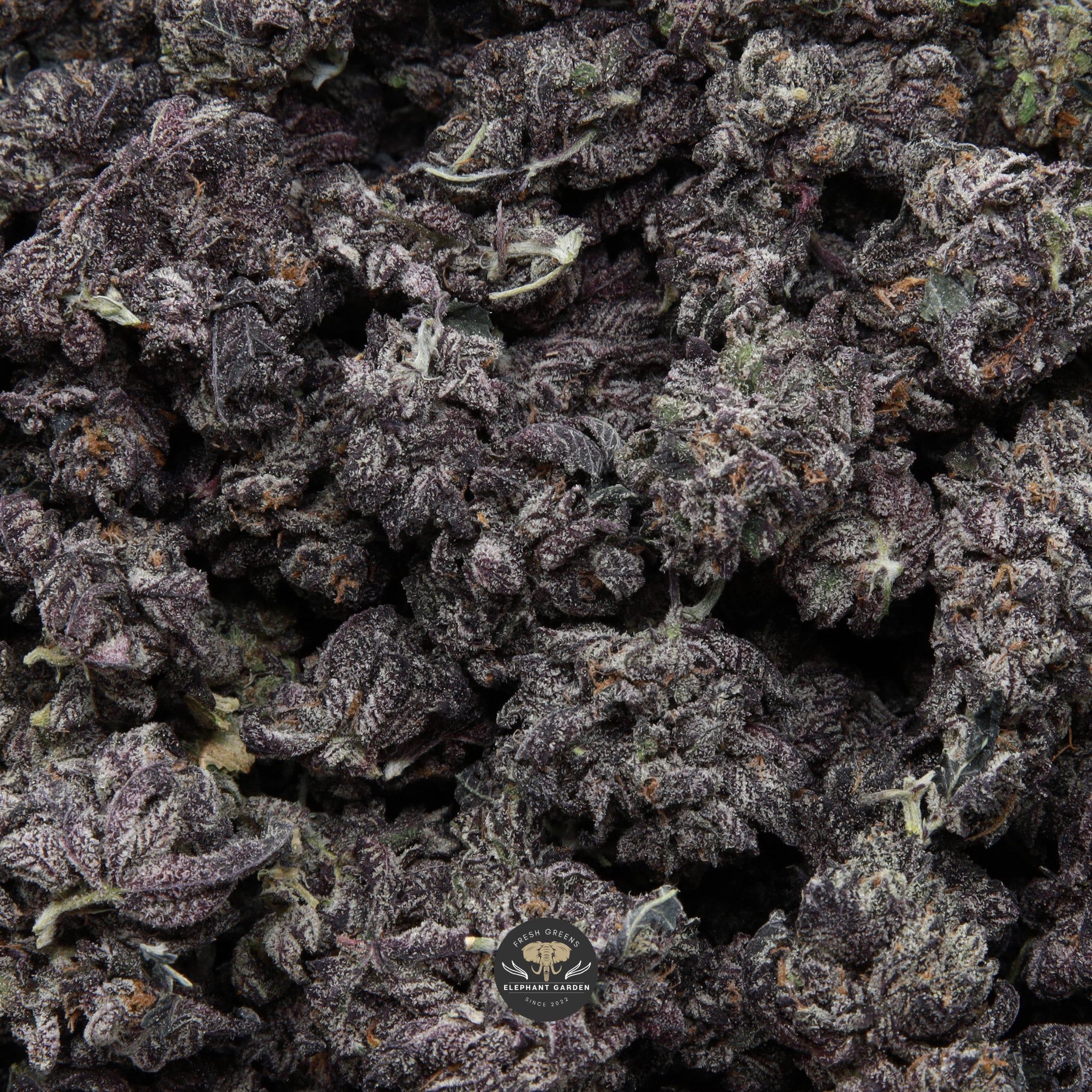 Buy White Truffle Smalls Elephant Garden March 2026