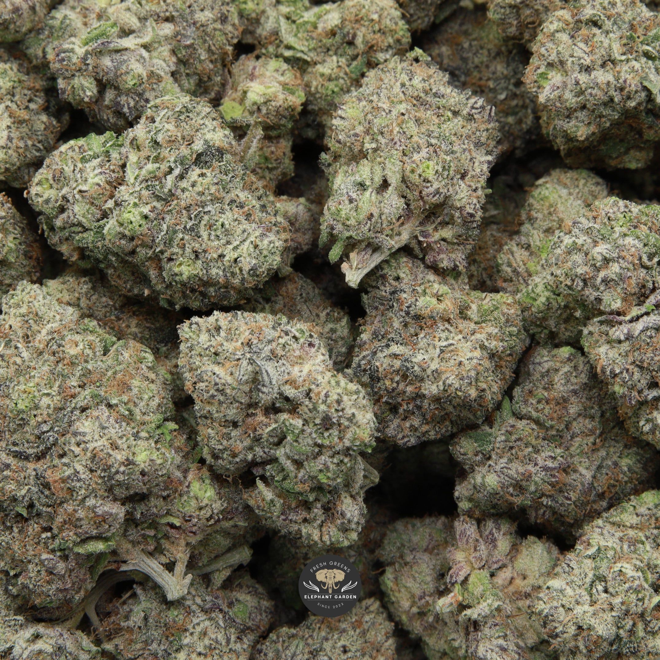 Buy bulk Purple Mimosa Elephant Garden March 2026