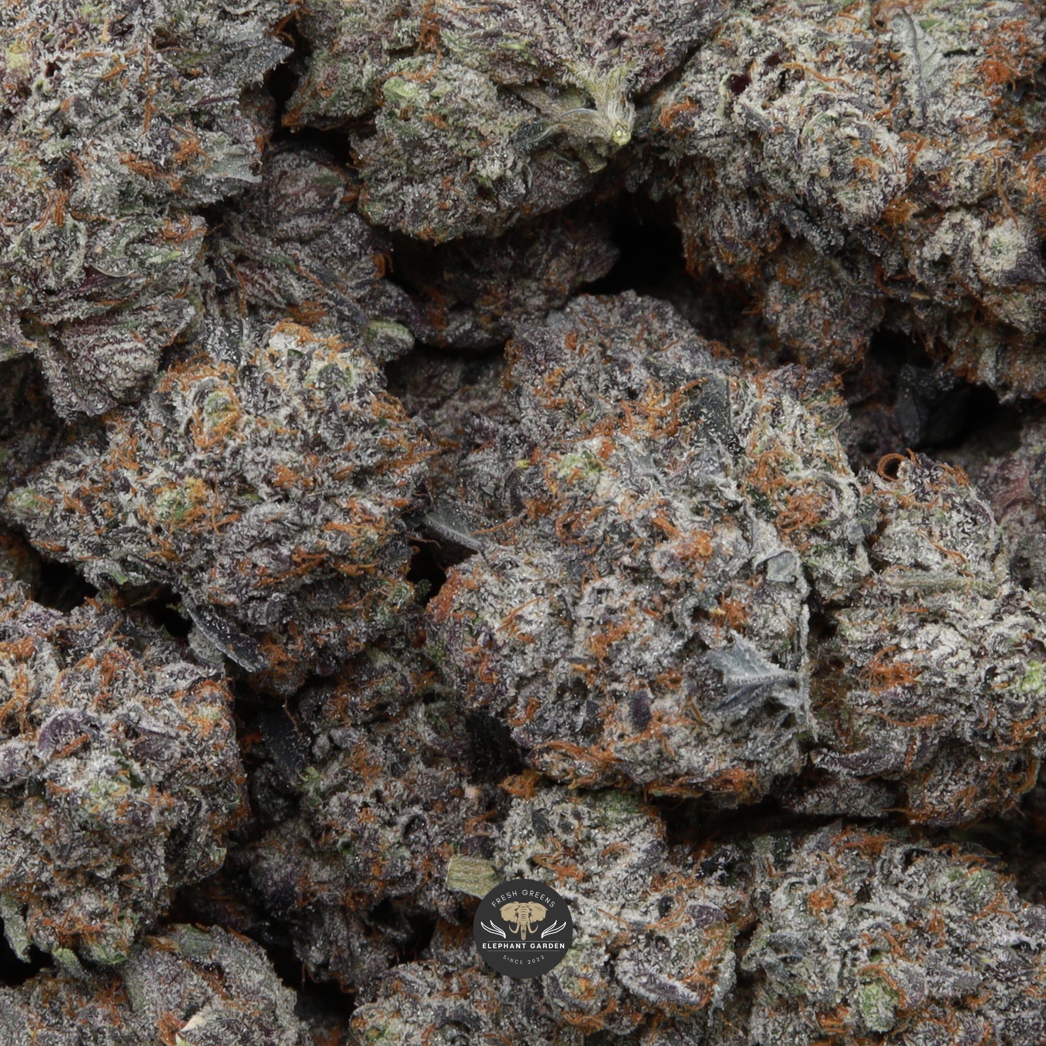 Cali Octane bag Elephant Garden March 2026