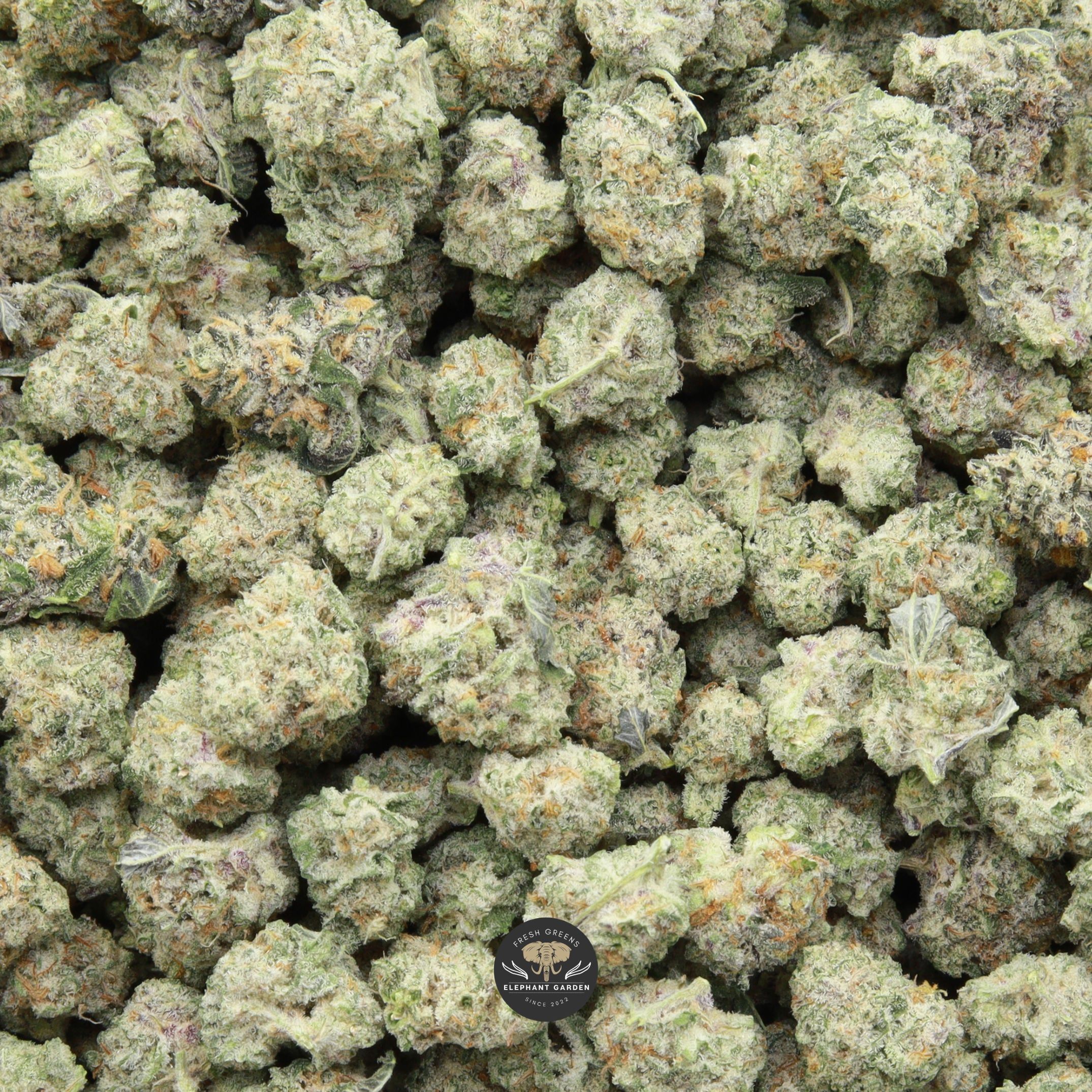 Candy Mac Smalls from Elephant Garden March 2026