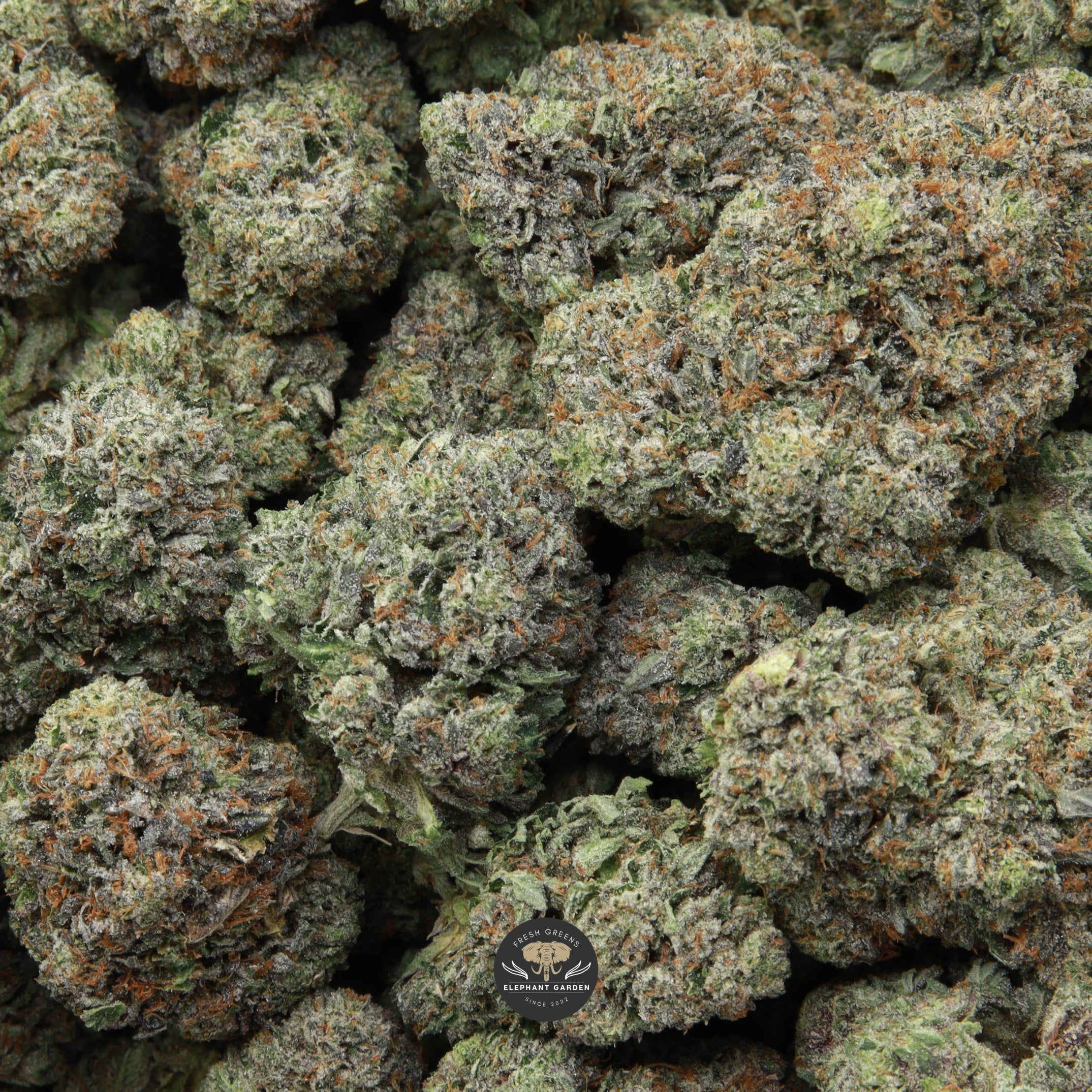 Death Master bag of multiple close up buds from Elephant Garden