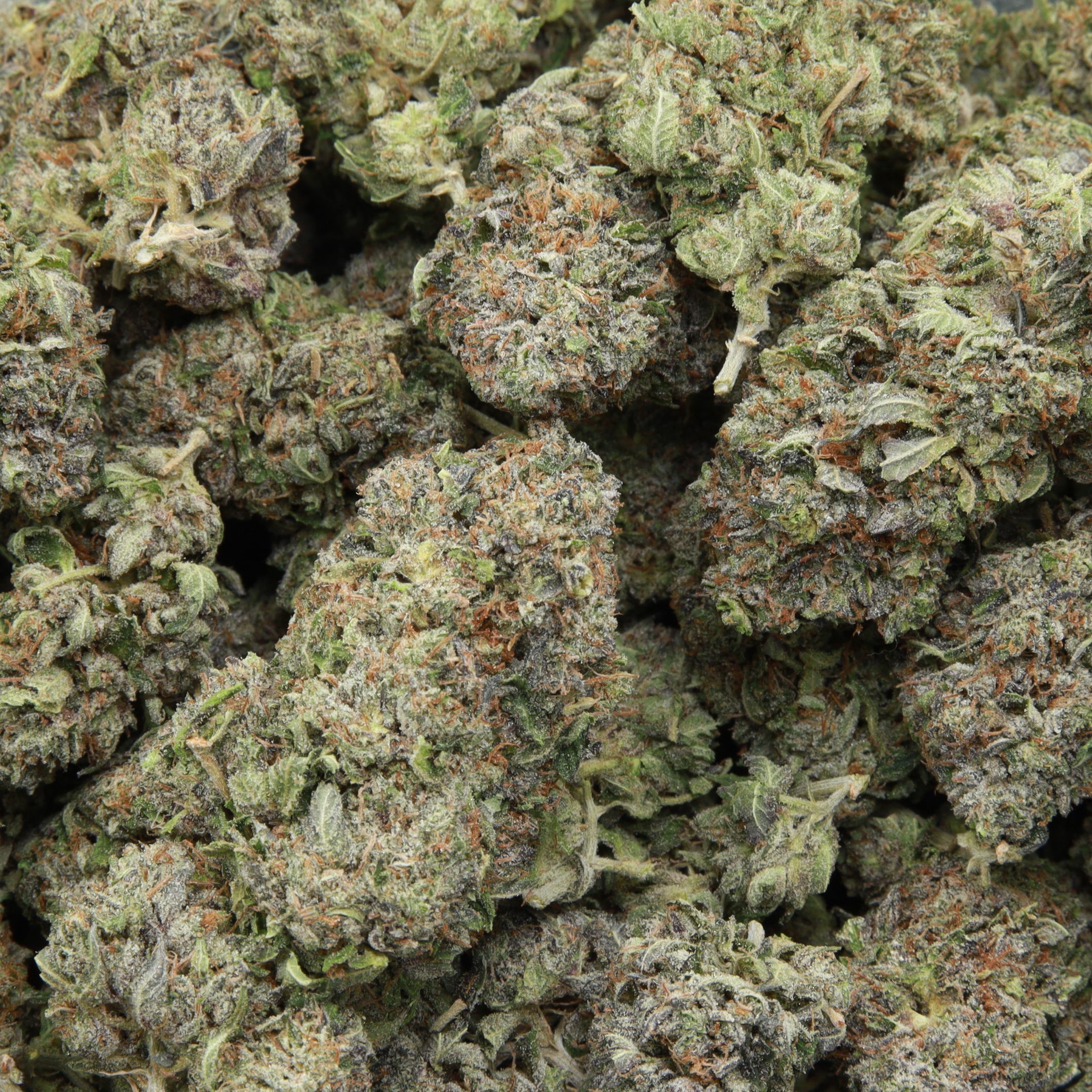 Death Valley OG from Elephant Garden multiple bud March 2026