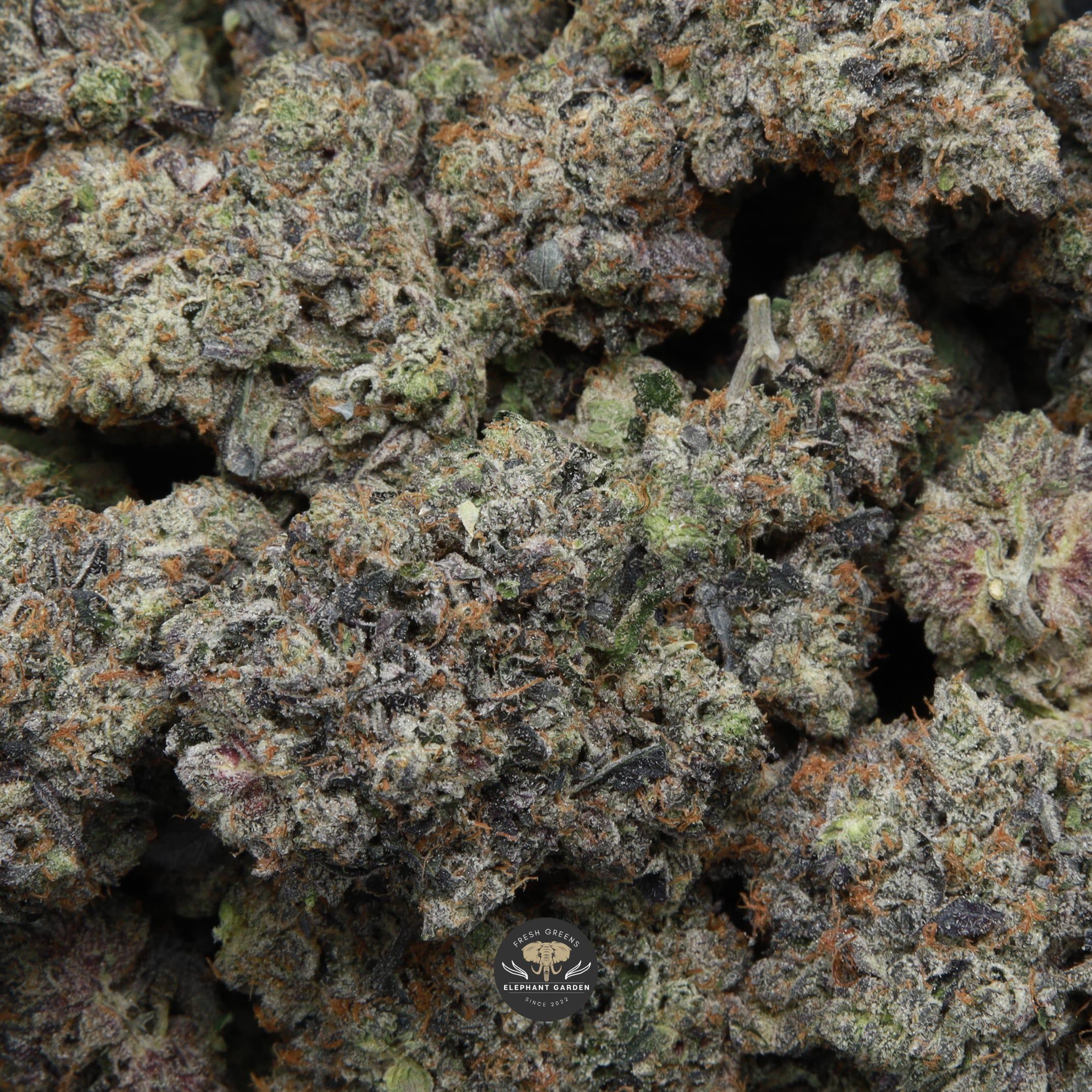 Death Walker Elephant Garden multiple buds March 2026