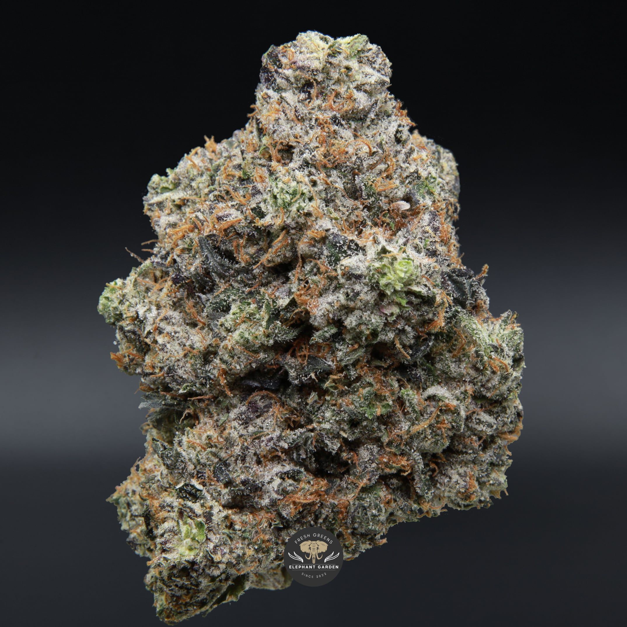 Doughboy Pink bud Elephant Garden March 2026