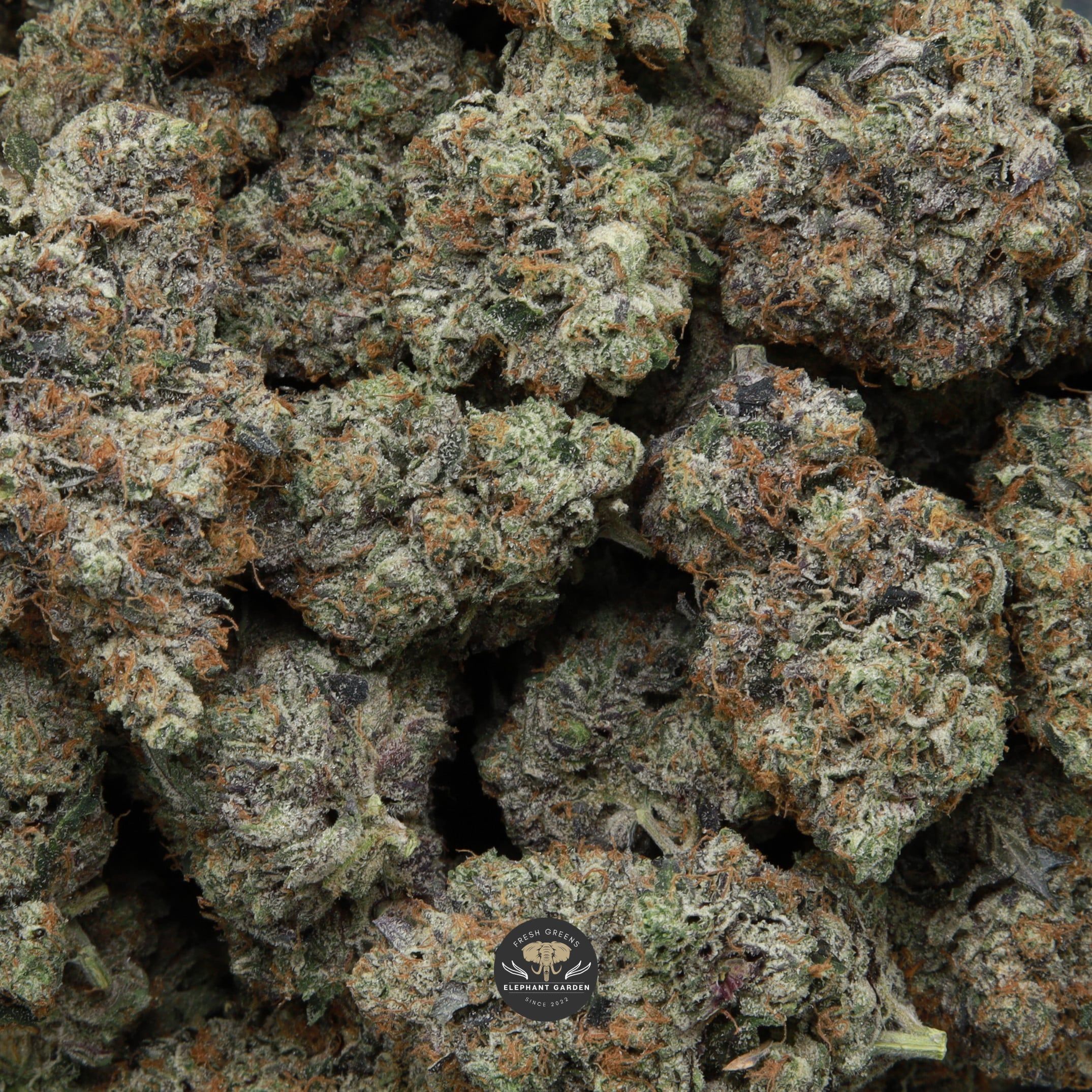 El Chapo LSO bag Elephant Garden March 2026