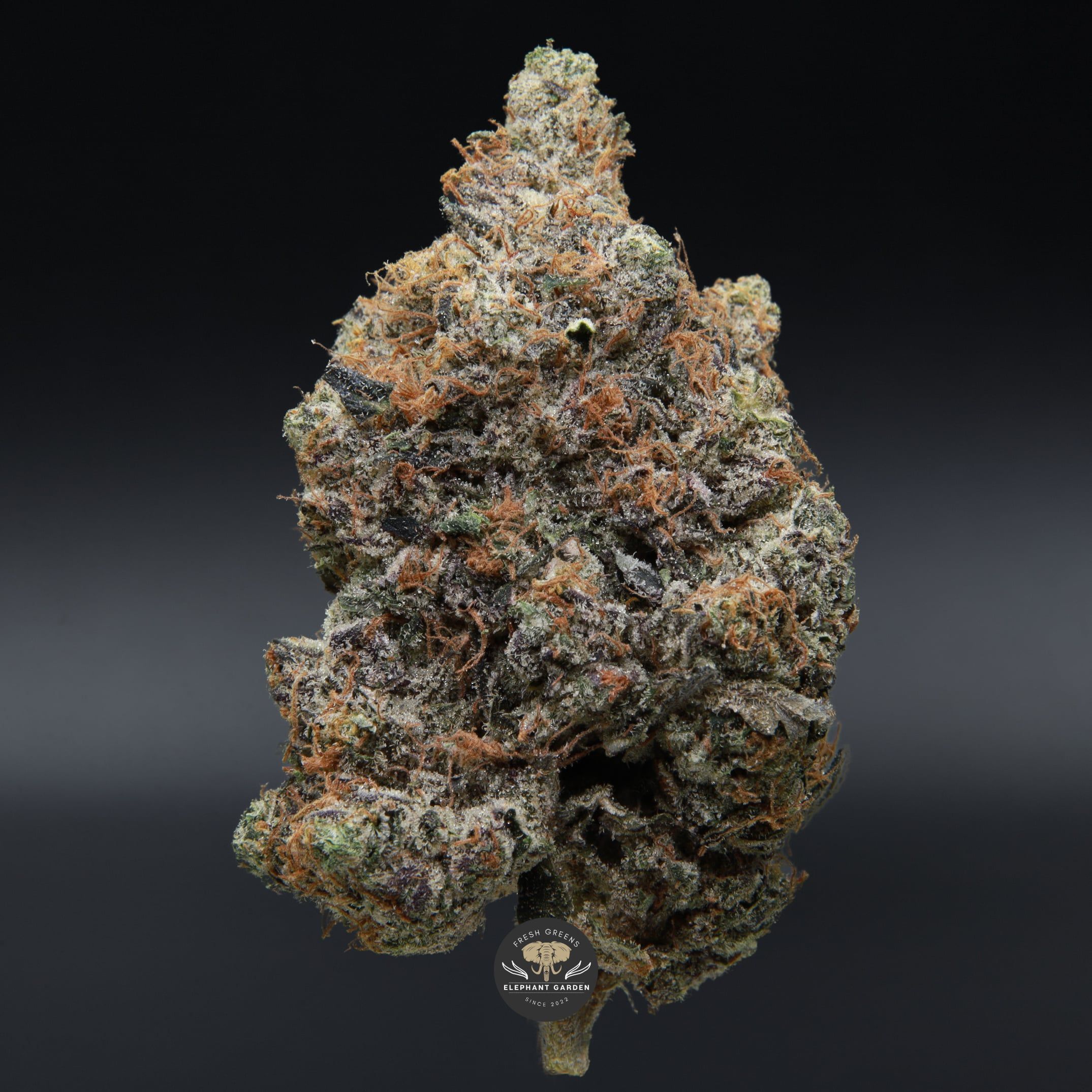 El Chapo LSO close up Elephant Garden March 2026