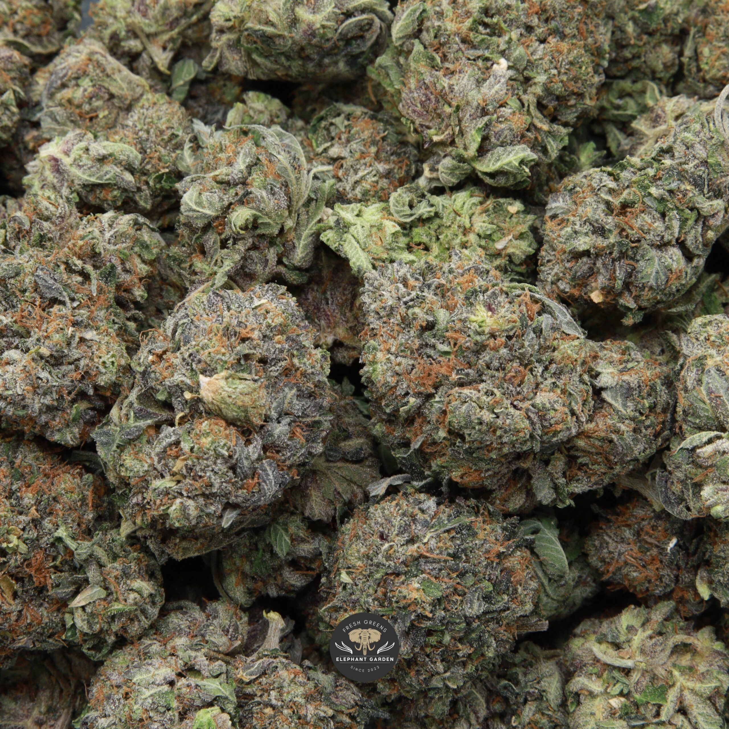 Greasy Pink from Elephant Garden multiple bud March 2026