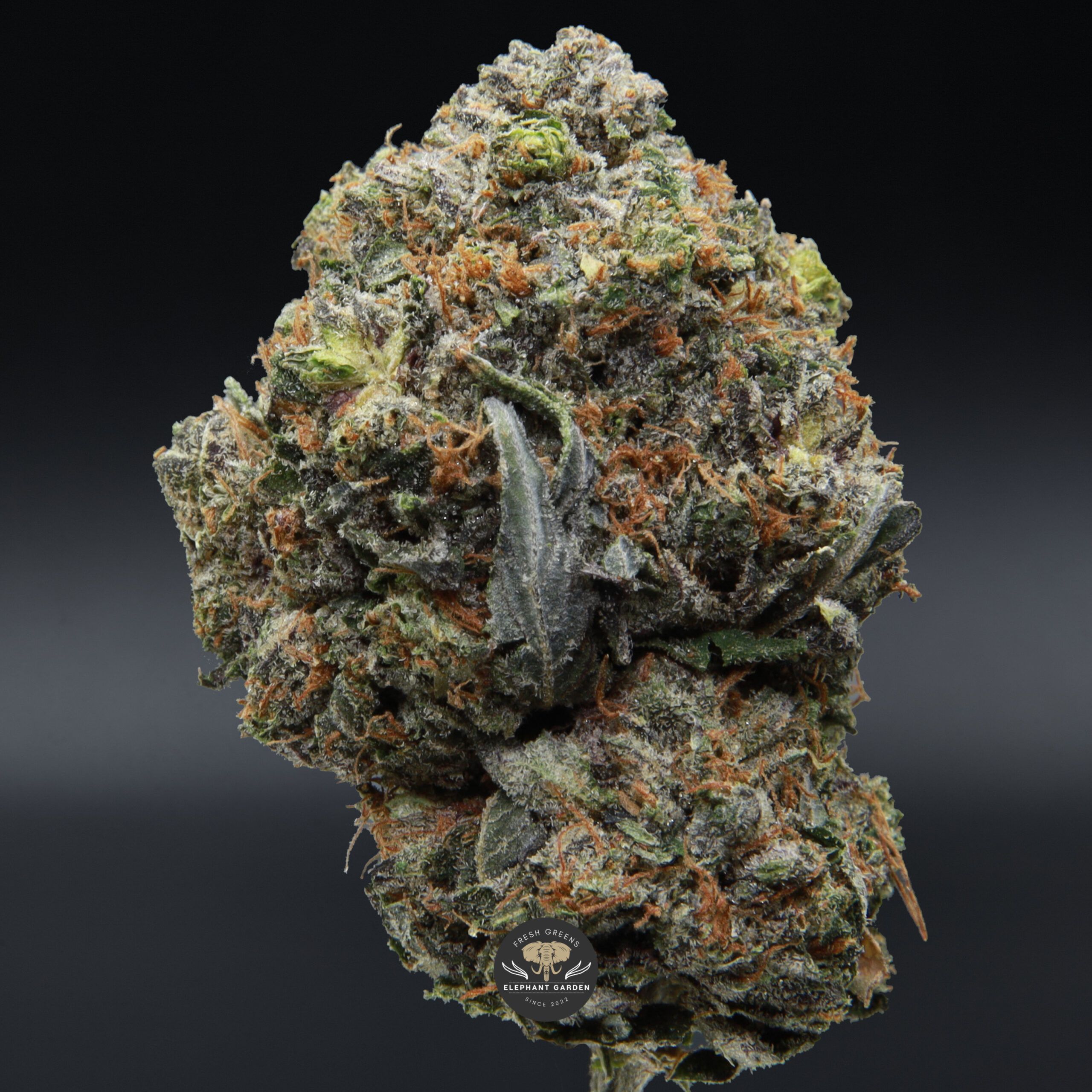 Greasy Pink from Elephant Garden single bud March 2026