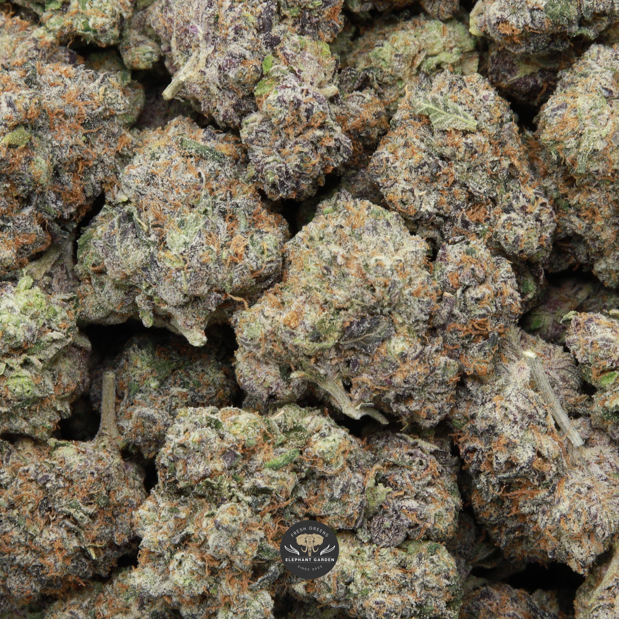 LA Kush Cake multiple buds Elephant Garden March 2026